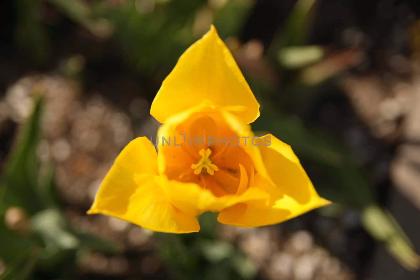 lonely yellow tuilp blossoming under summer sun