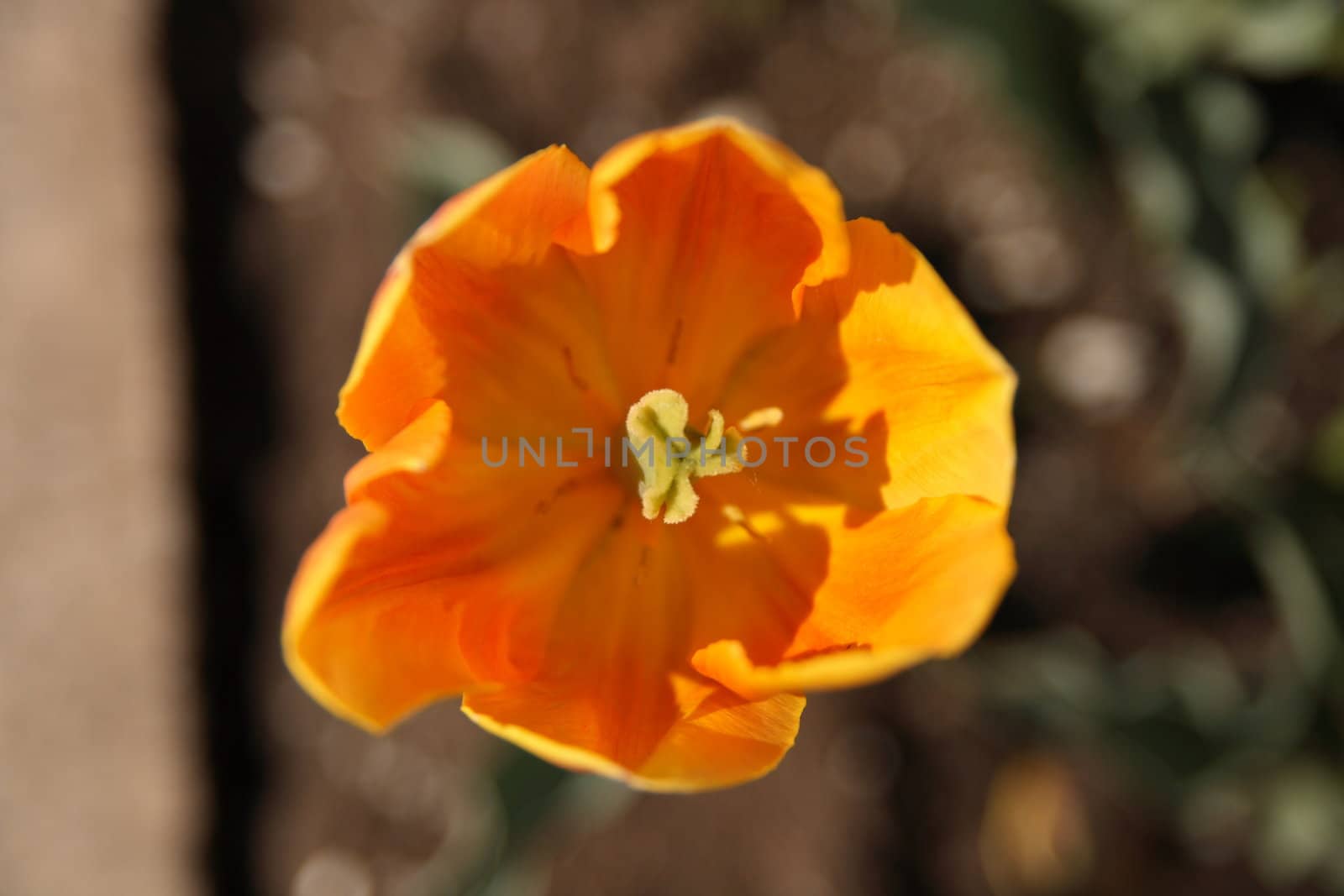 lonely orange tuilp blossoming under summer sun