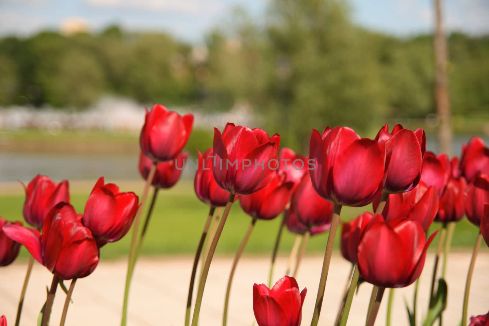 Group of red tulips bent by wind  blossoming under summer sun