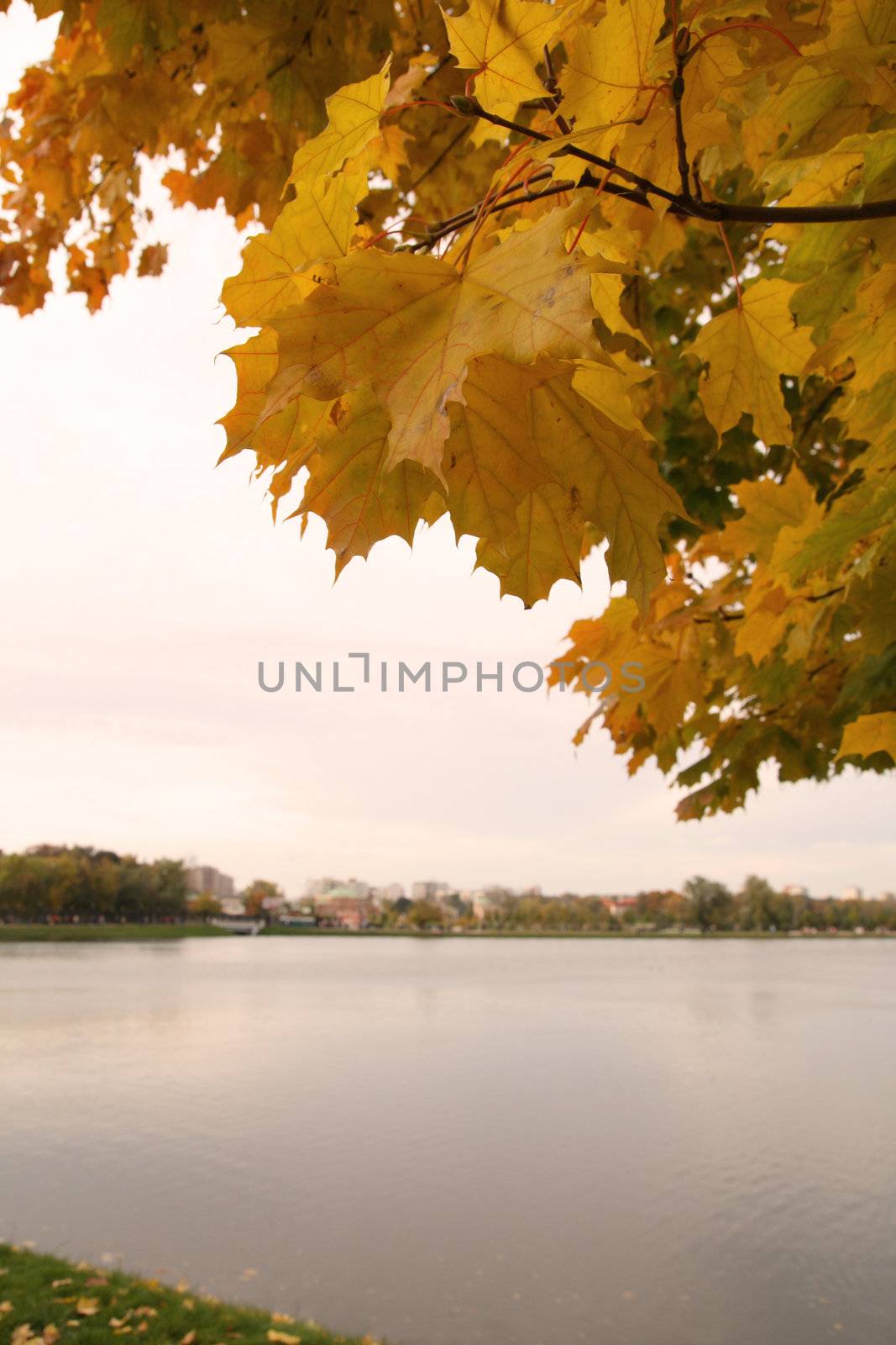Golden fading tree on the autumn lakeside