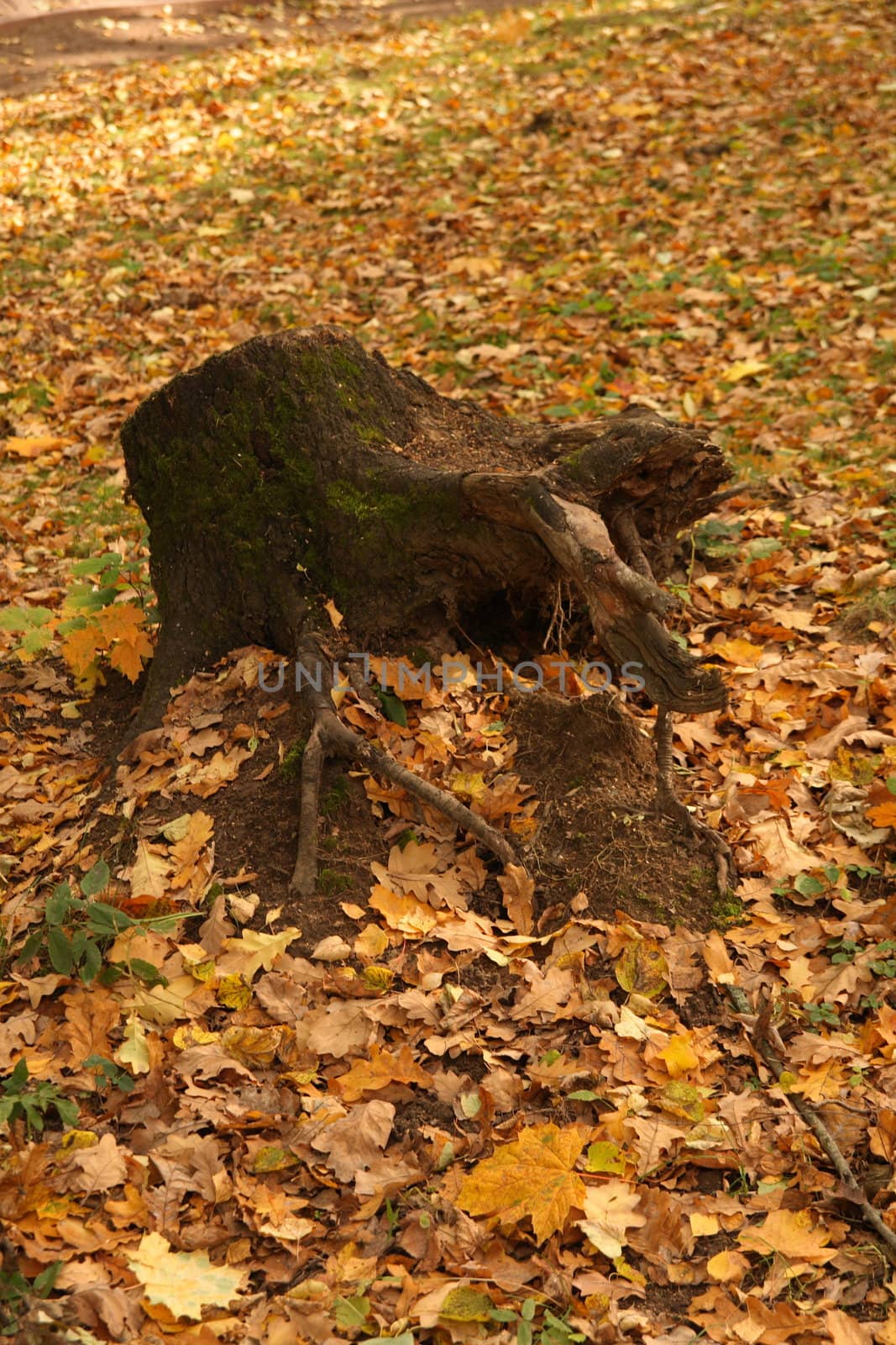 Old tree stub covered with moss among the fallen yellow leaves