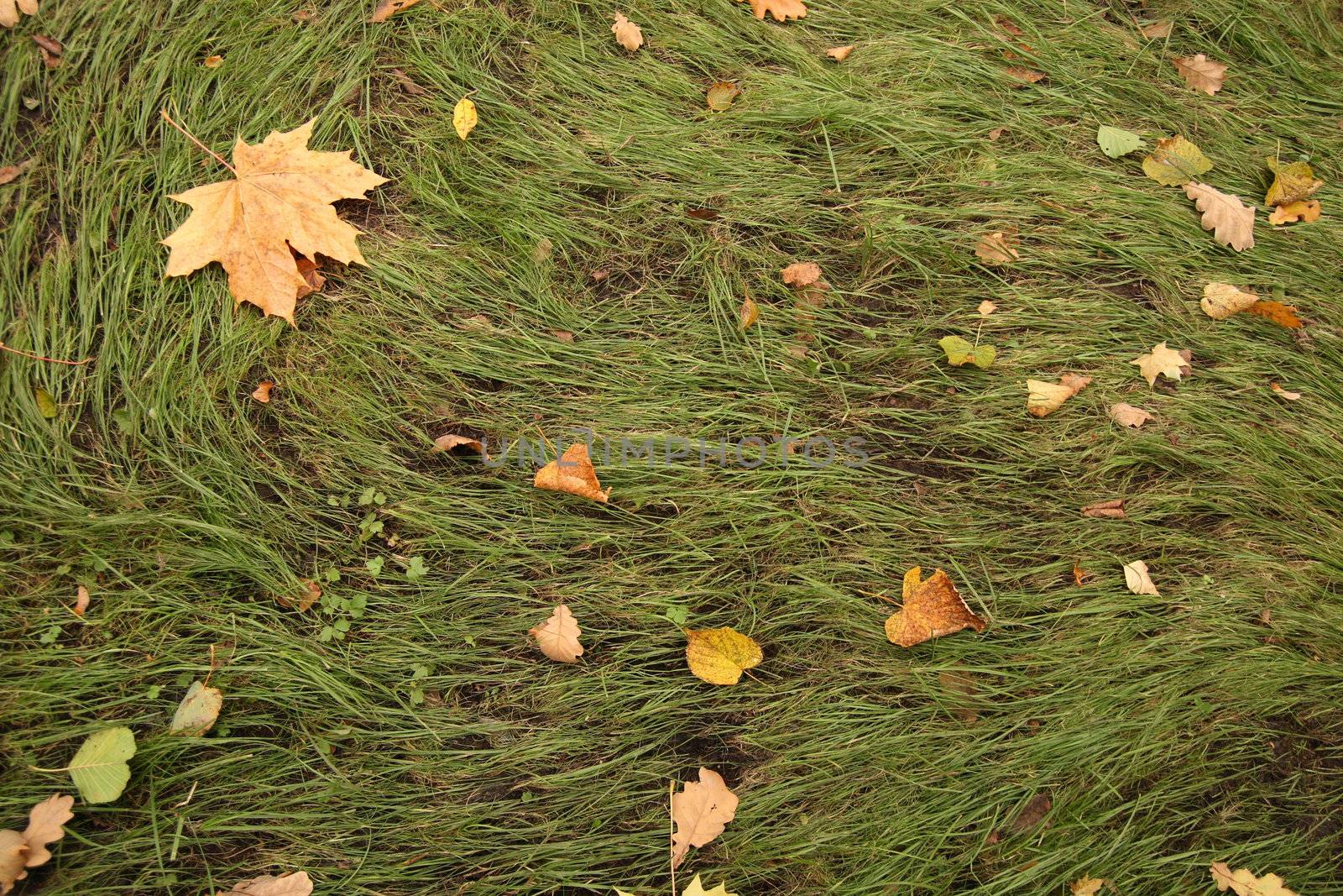 Grass with fallen yellow leaves for surface texturing