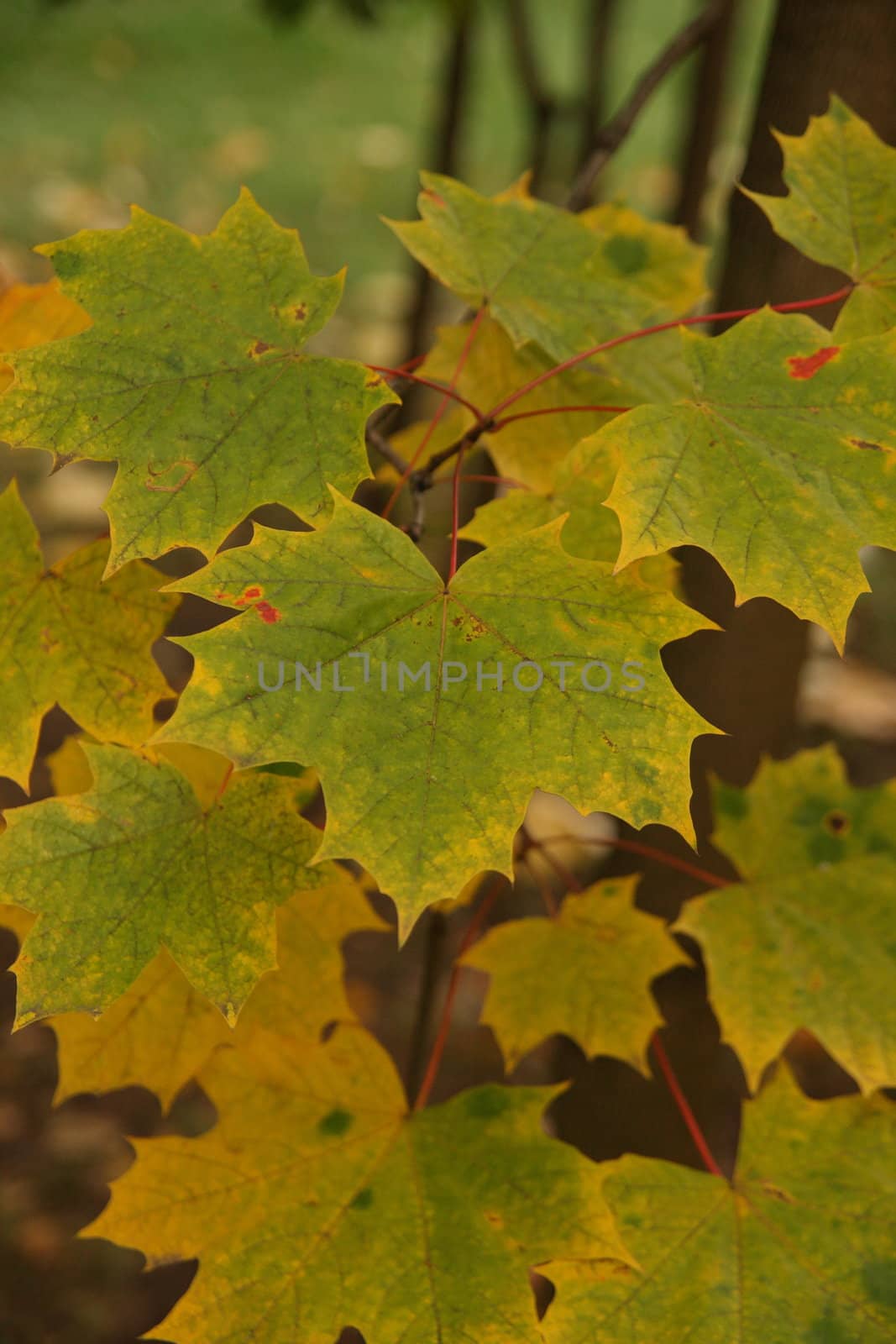 Some green maple leaves with yellow rims