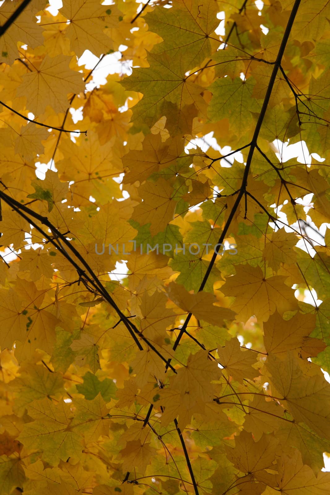 Some october golden maple leaves closing the sky
