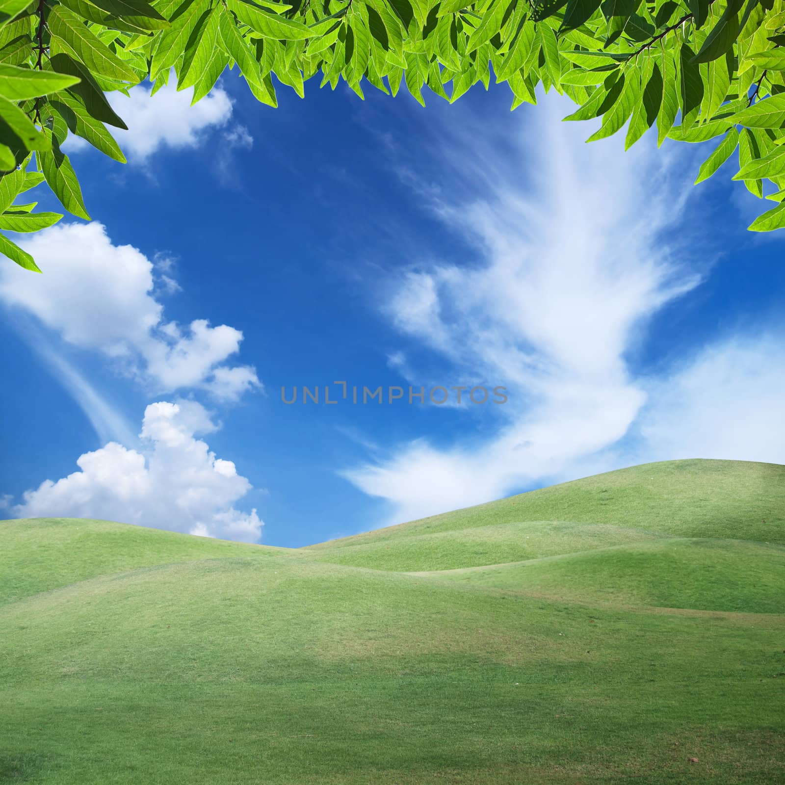 Beautiful sky over field of green hill with green foliage