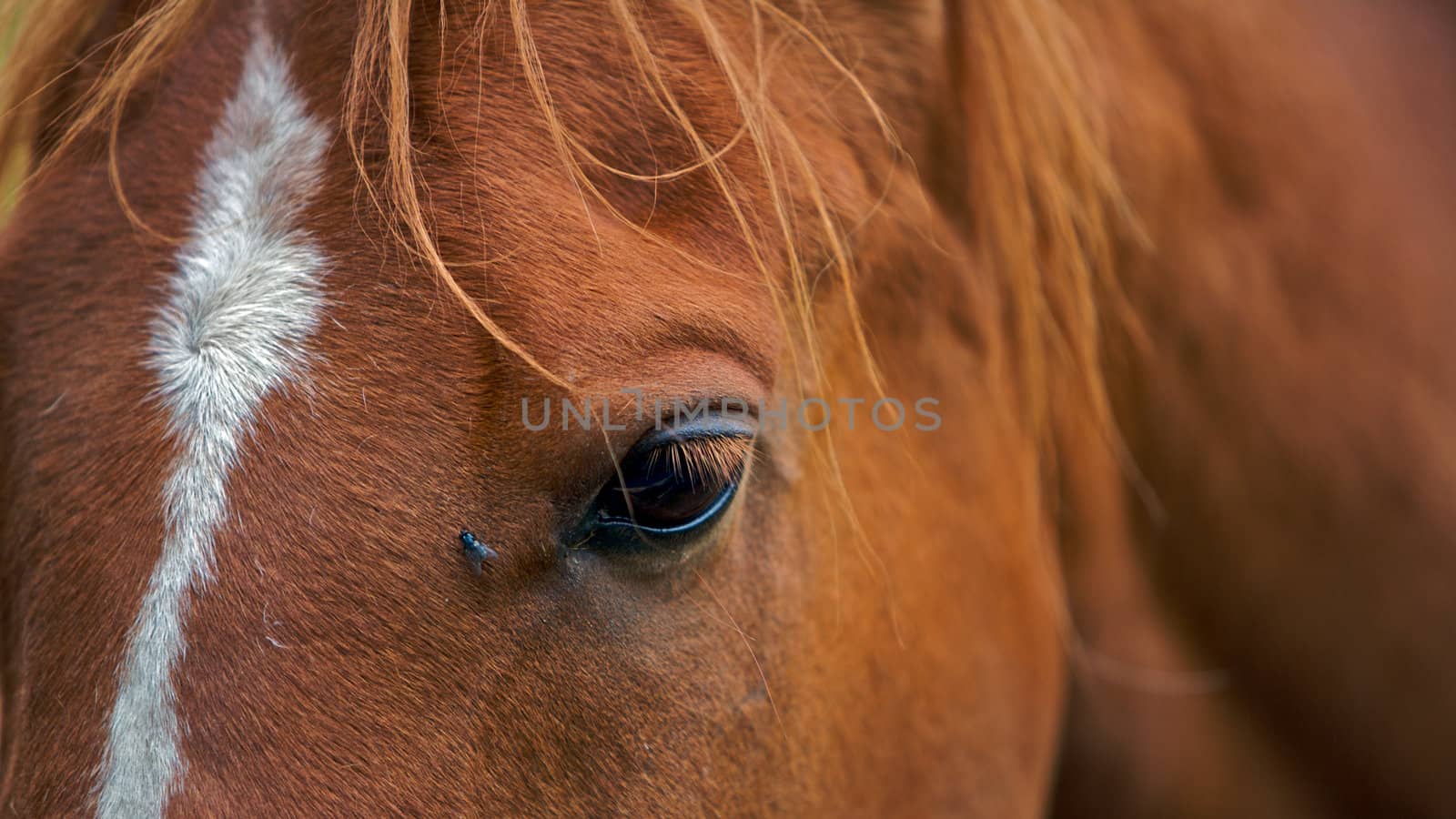 A brown horse with a fly near its eye, close up







Horse close up of the eye