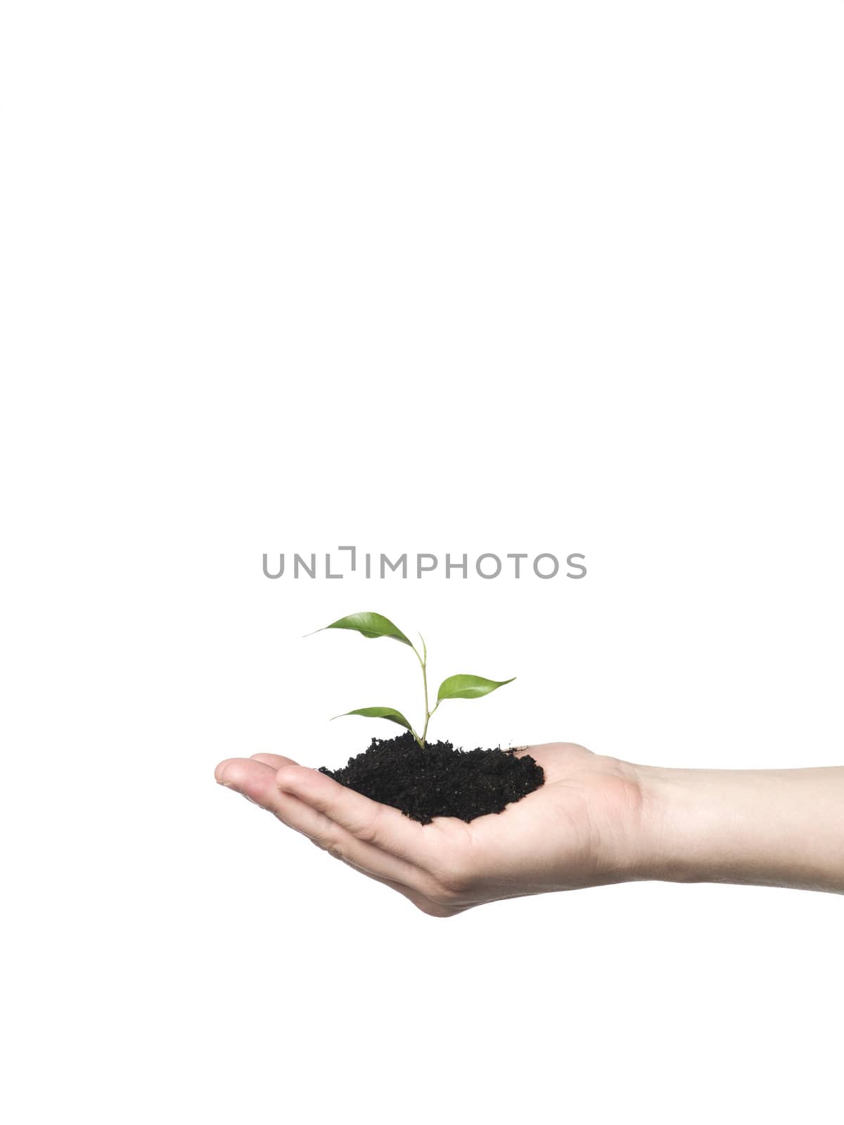 Hand with a growing plant