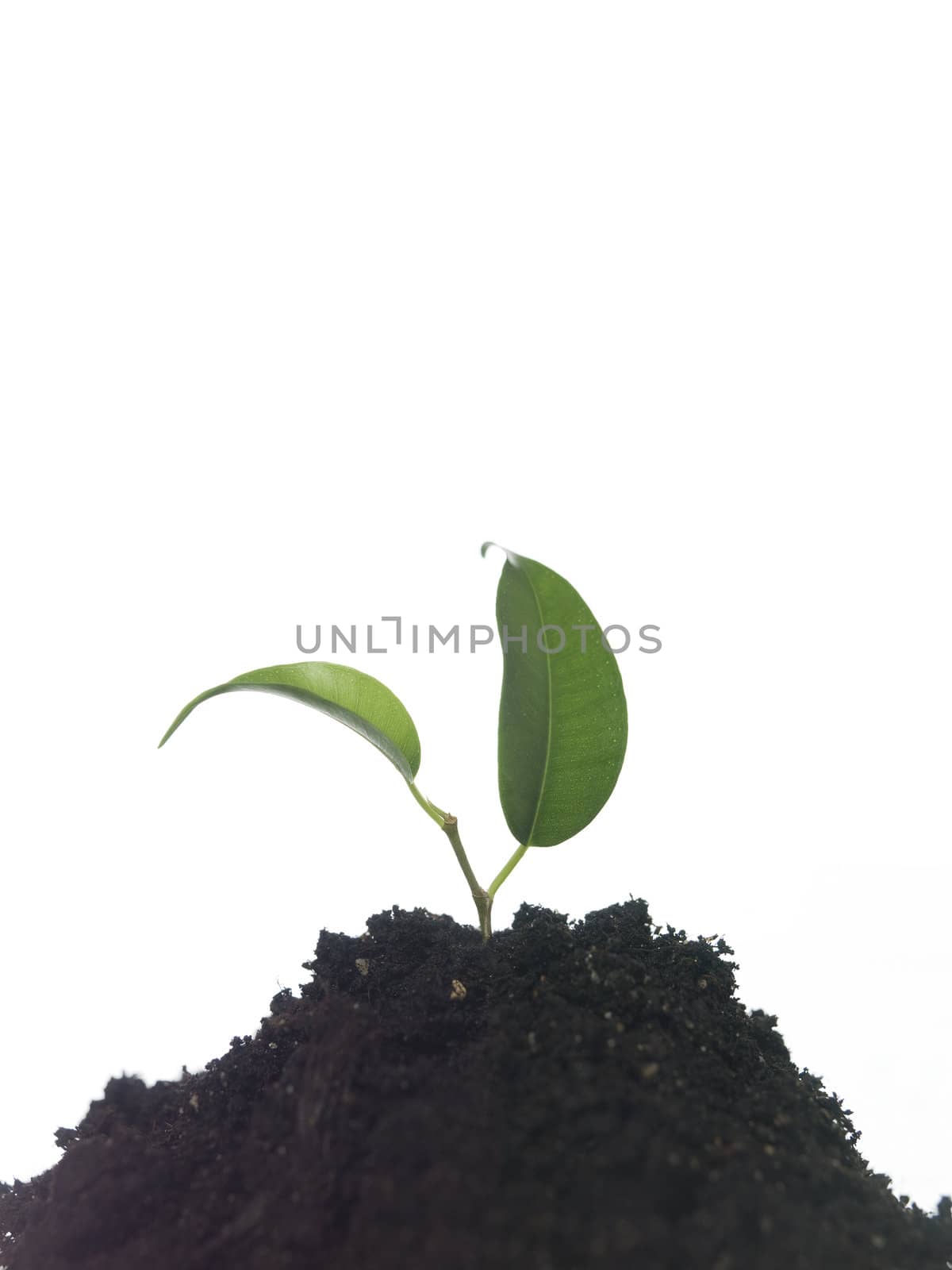 Growing plant by gemenacom