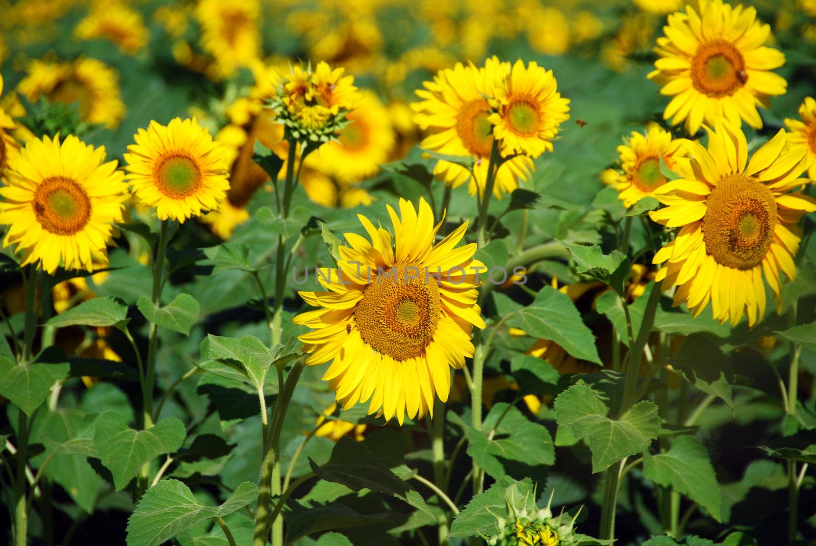 A meadow completely full of Sunflowers