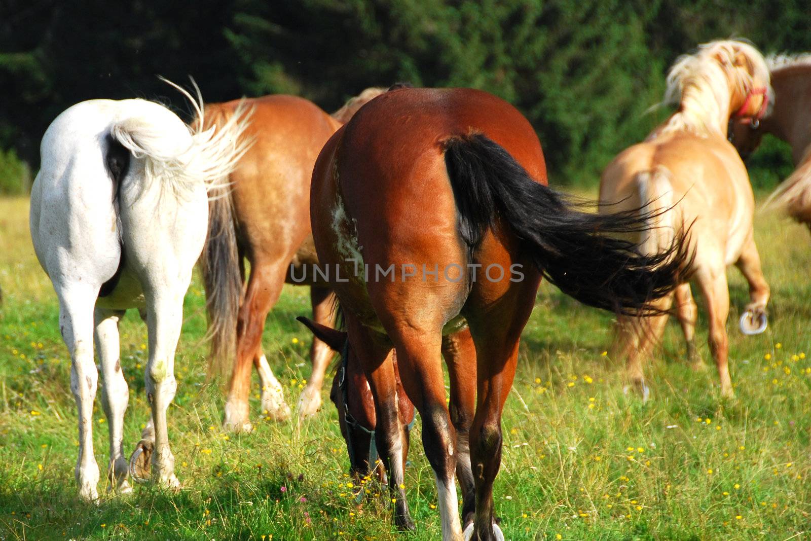 Horses free to run and enjoy in Val Visdende, Italy