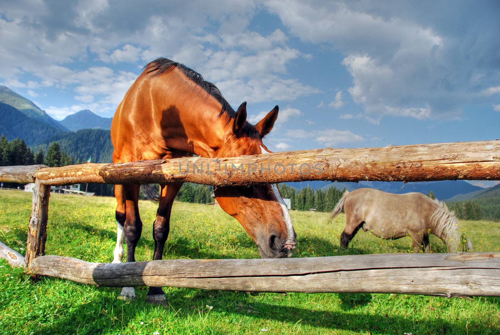 Horses free to run and enjoy in Val Visdende, Italy