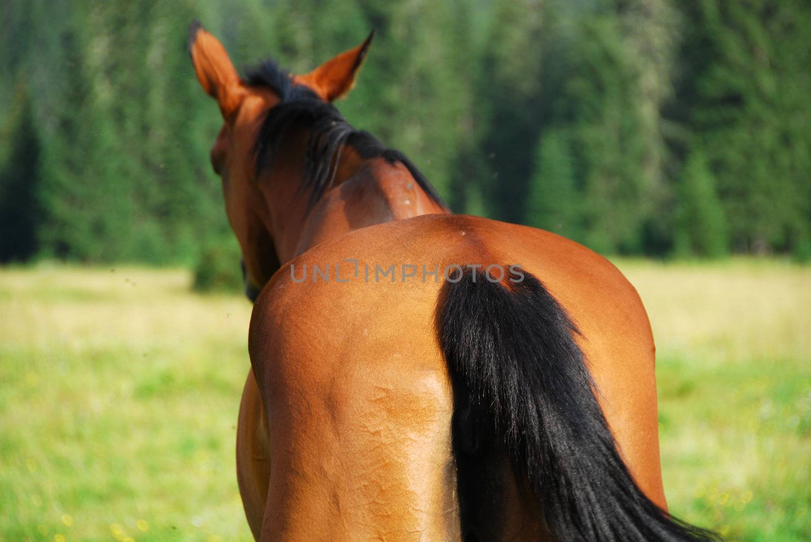 Horse in Val Visdende, Dolomites, Italy, August 2007 by jovannig