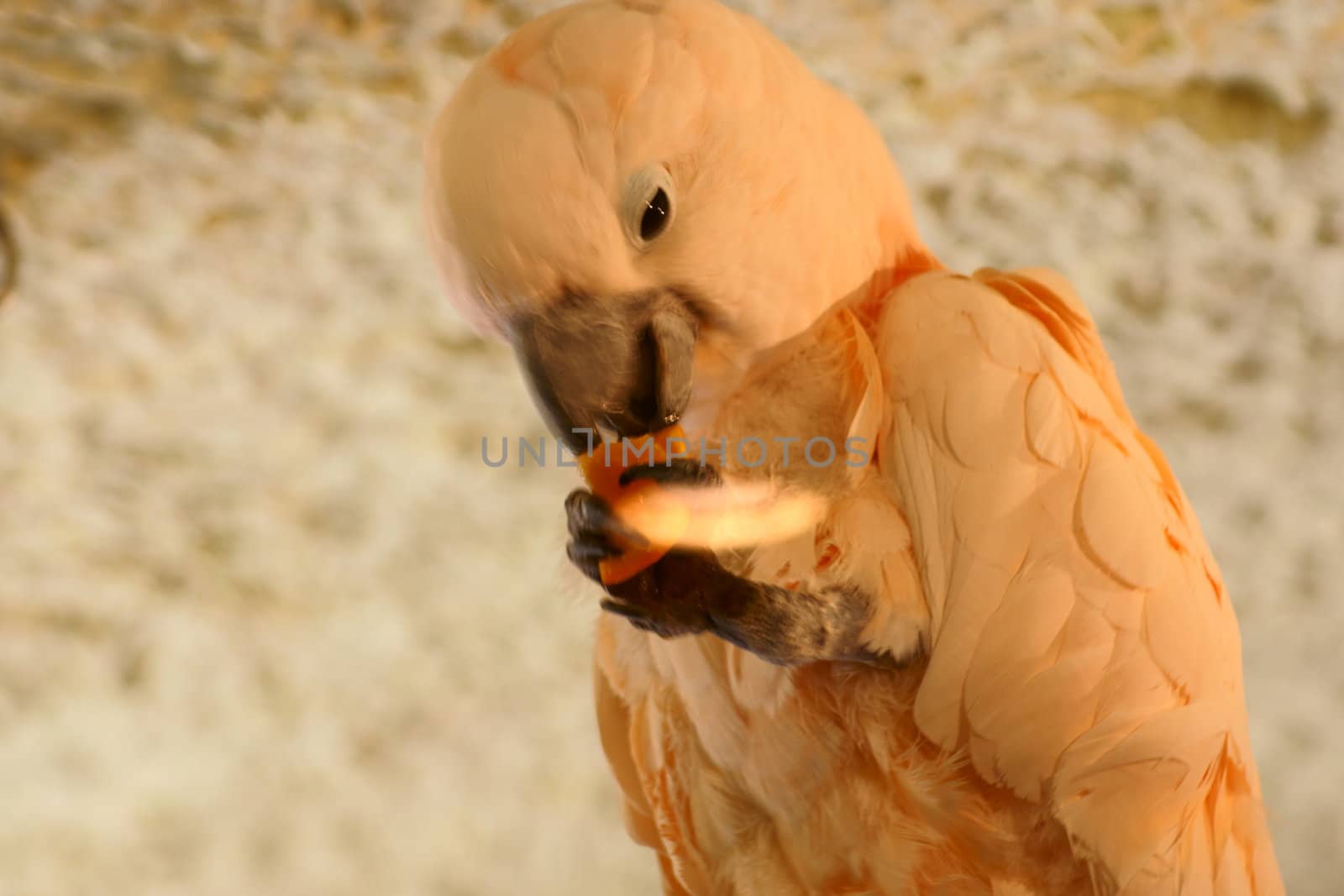 Salmon - crested Cockatoo in Polish Zoo