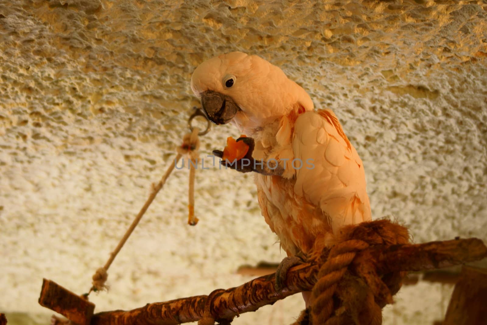 Salmon - crested Cockatoo in Polish Zoo