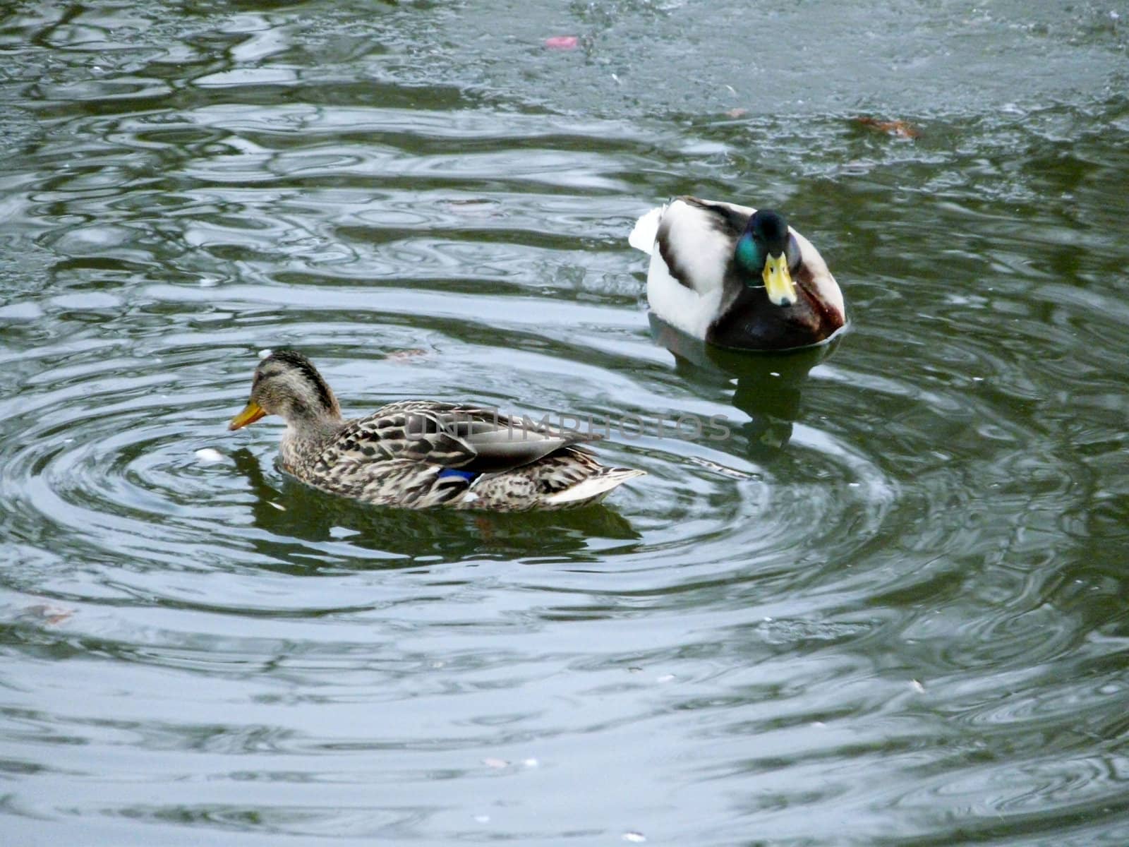 Two birds, choosing to rest on a small urban pond before a long flight