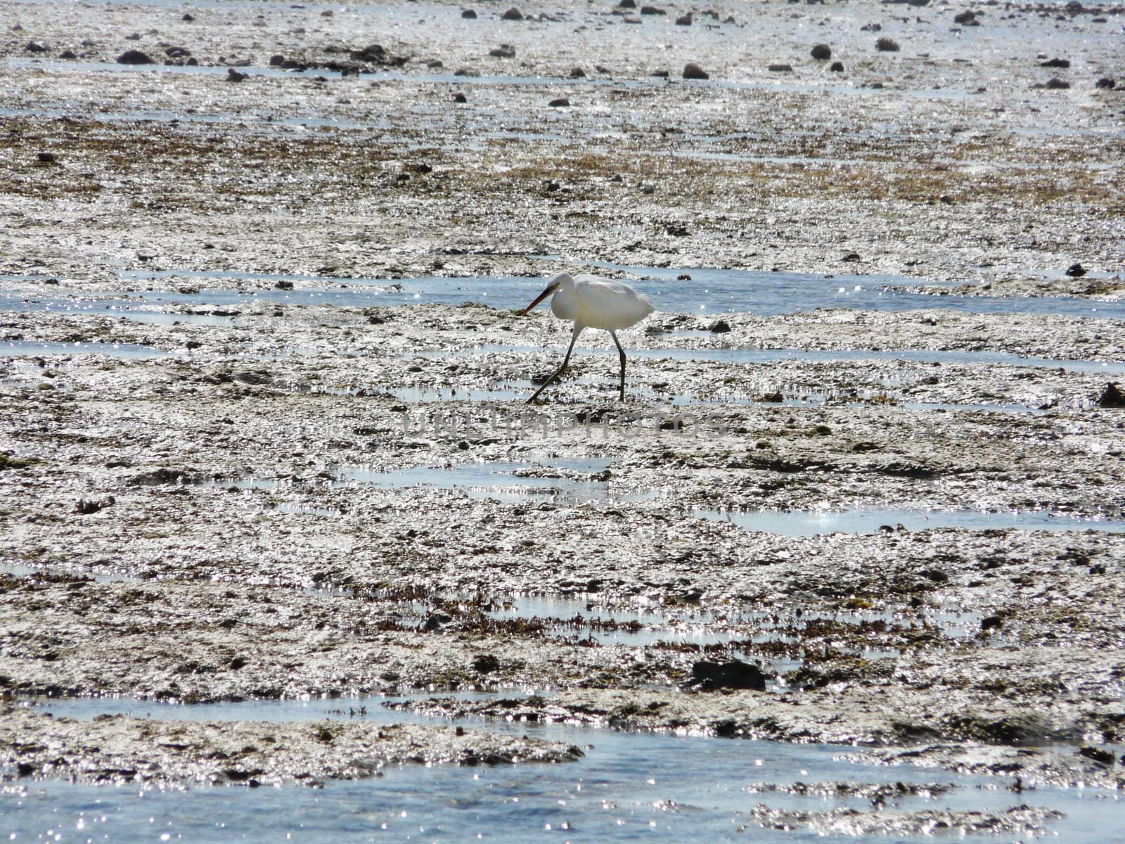 Walk in the morning on seacoast in search of a starfish