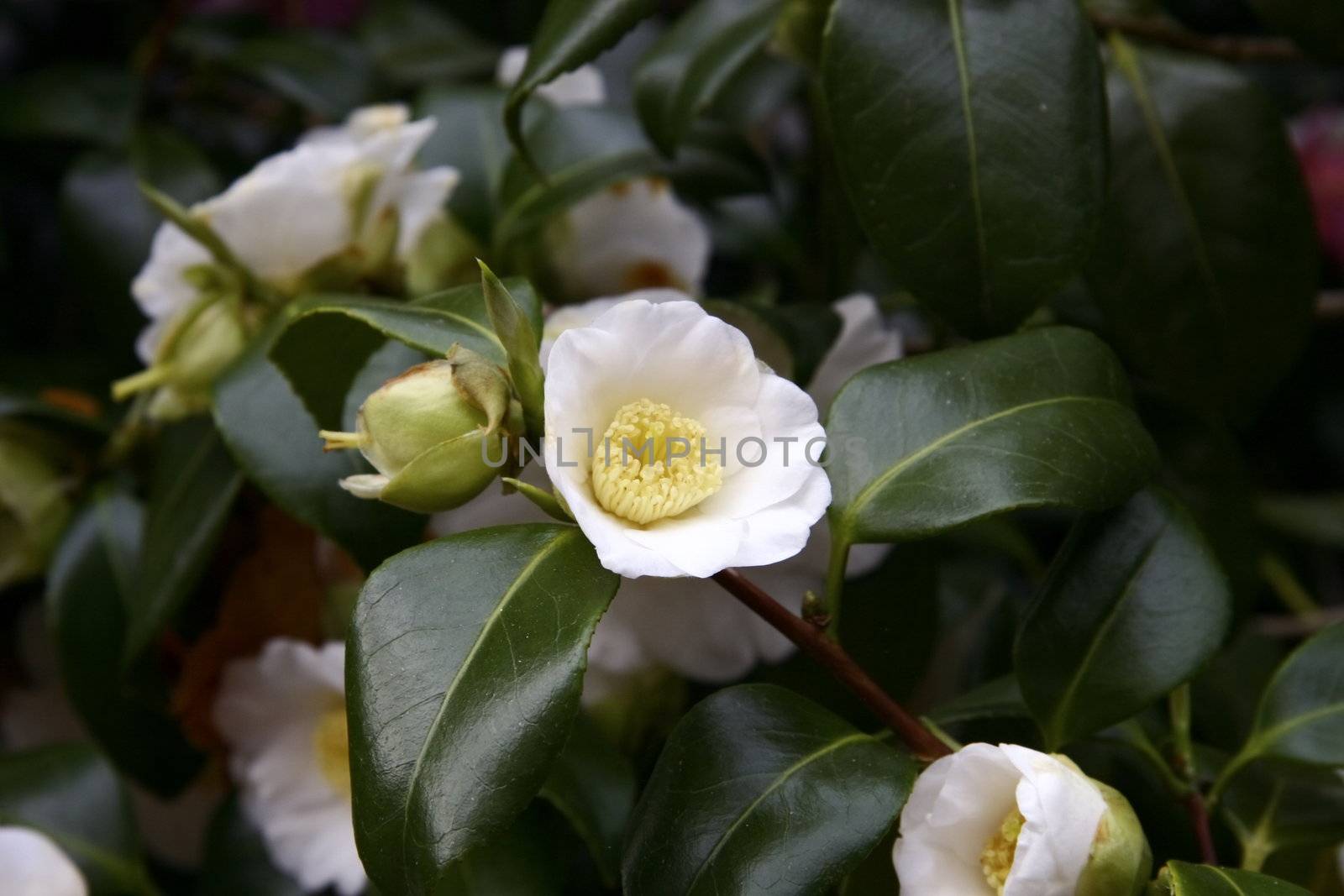 beautiful detail of the camelia flower on the bush