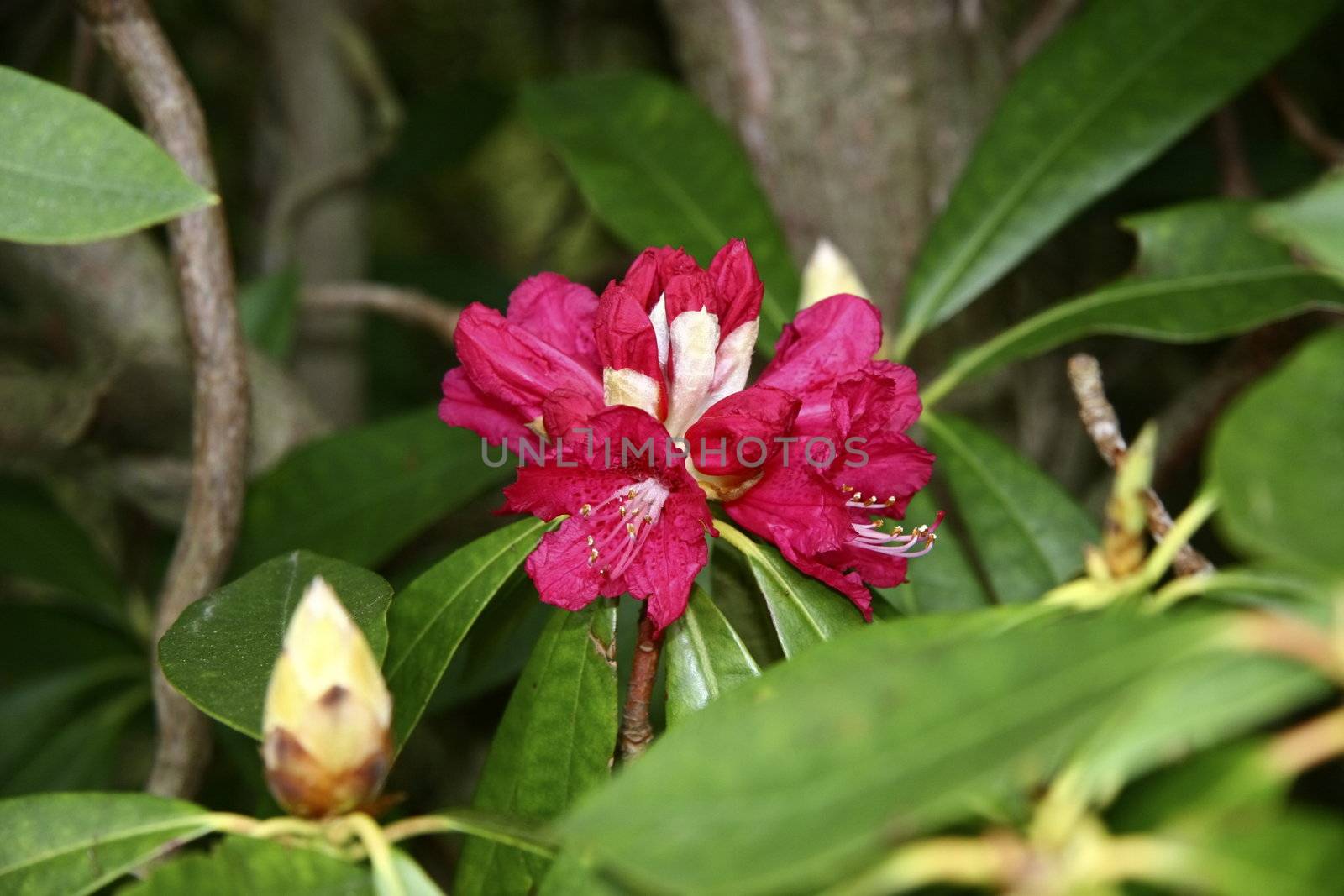 bright red rhododendron flower on the shrub
