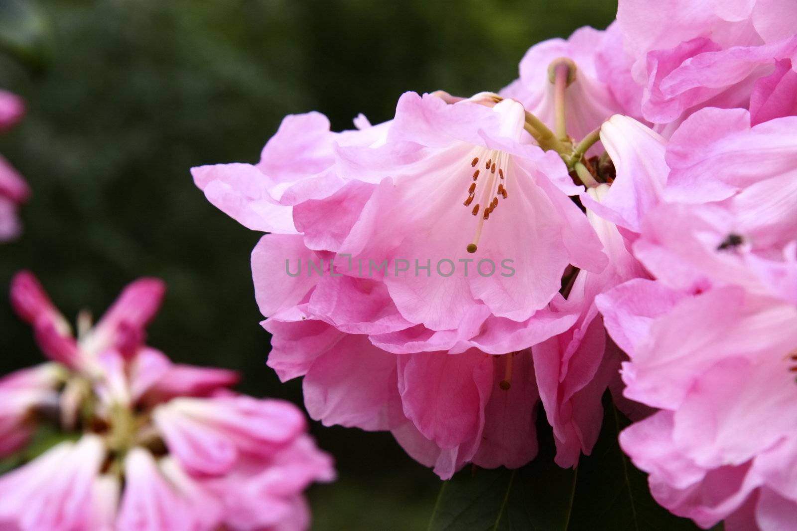 pink  rhododendron by leafy