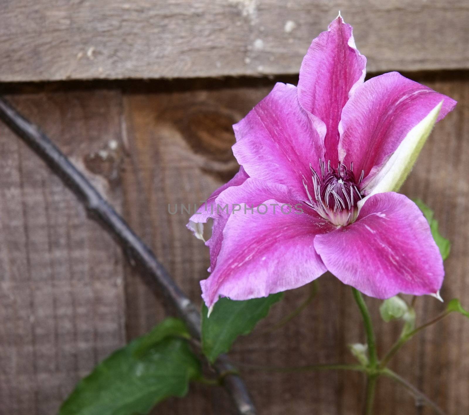 clematis by leafy
