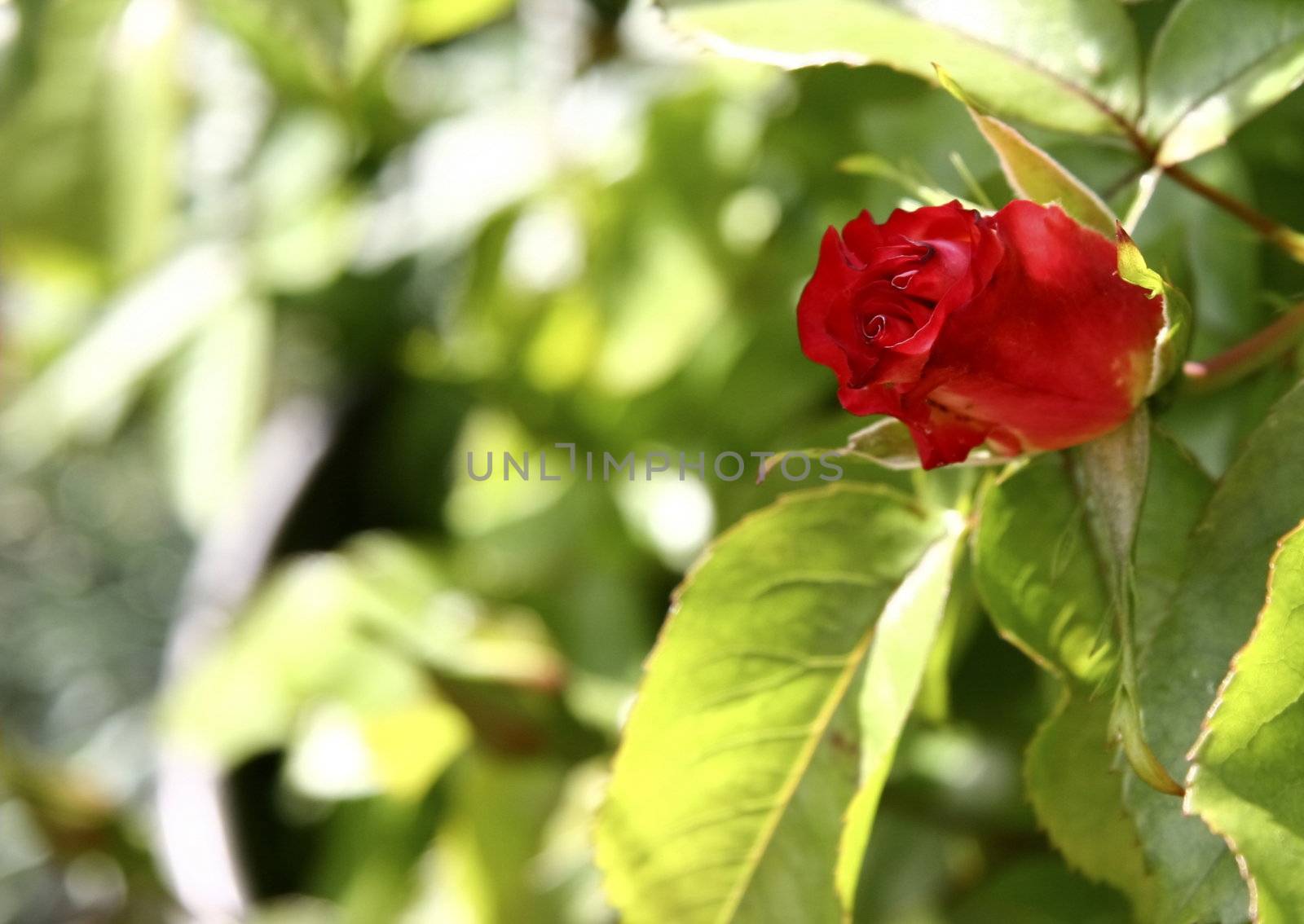 Single red rose bud background by leafy