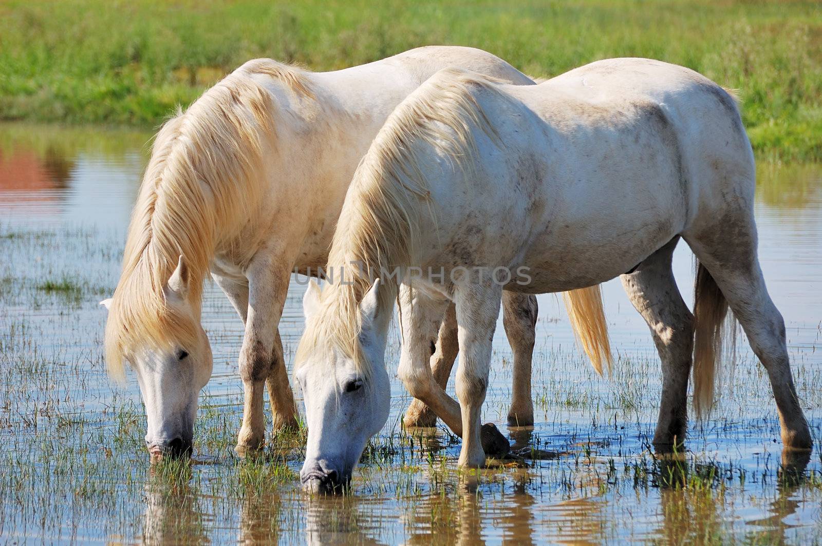 Couple of horses drinking water in a pond