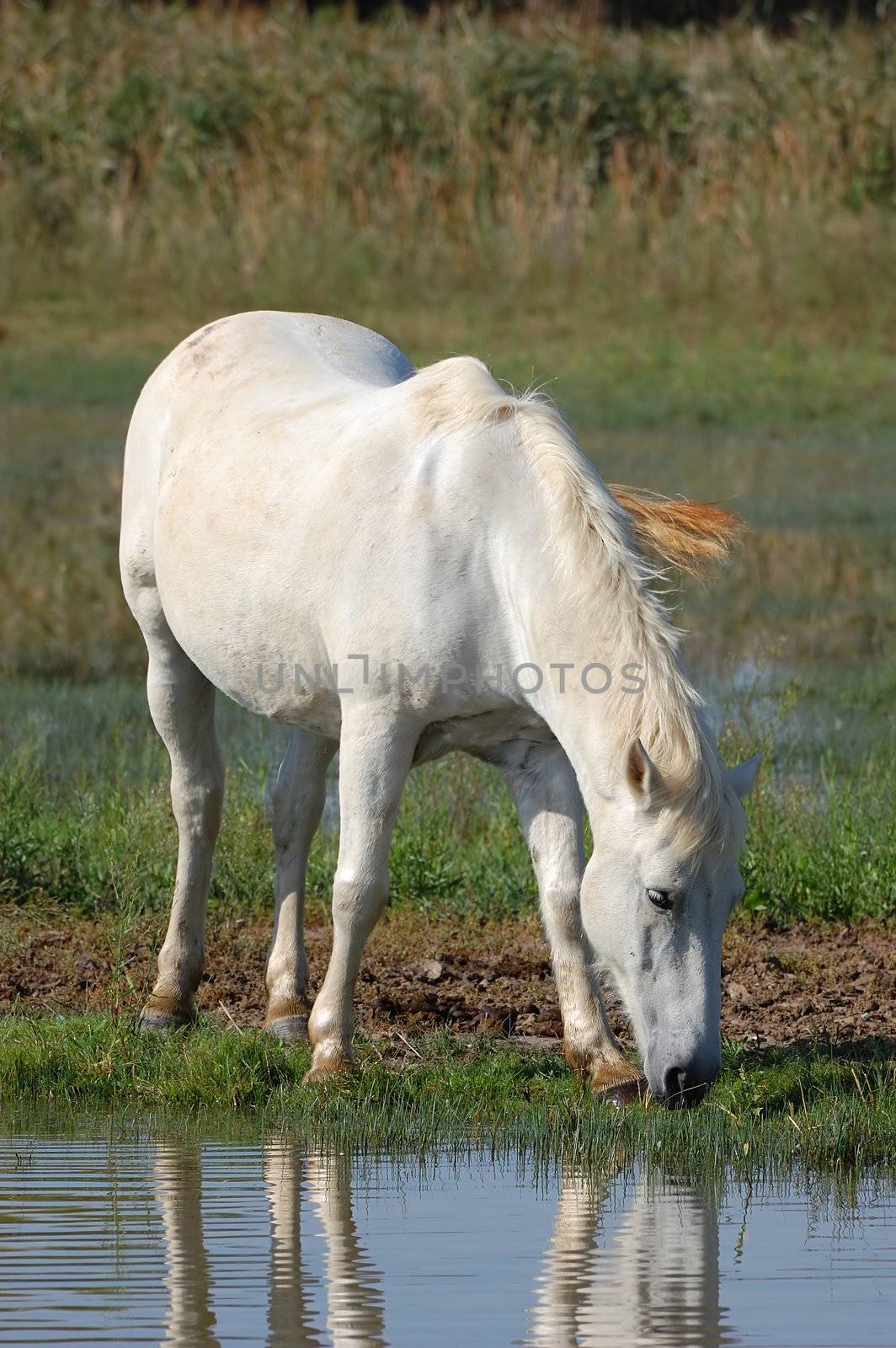 White horse eating grass