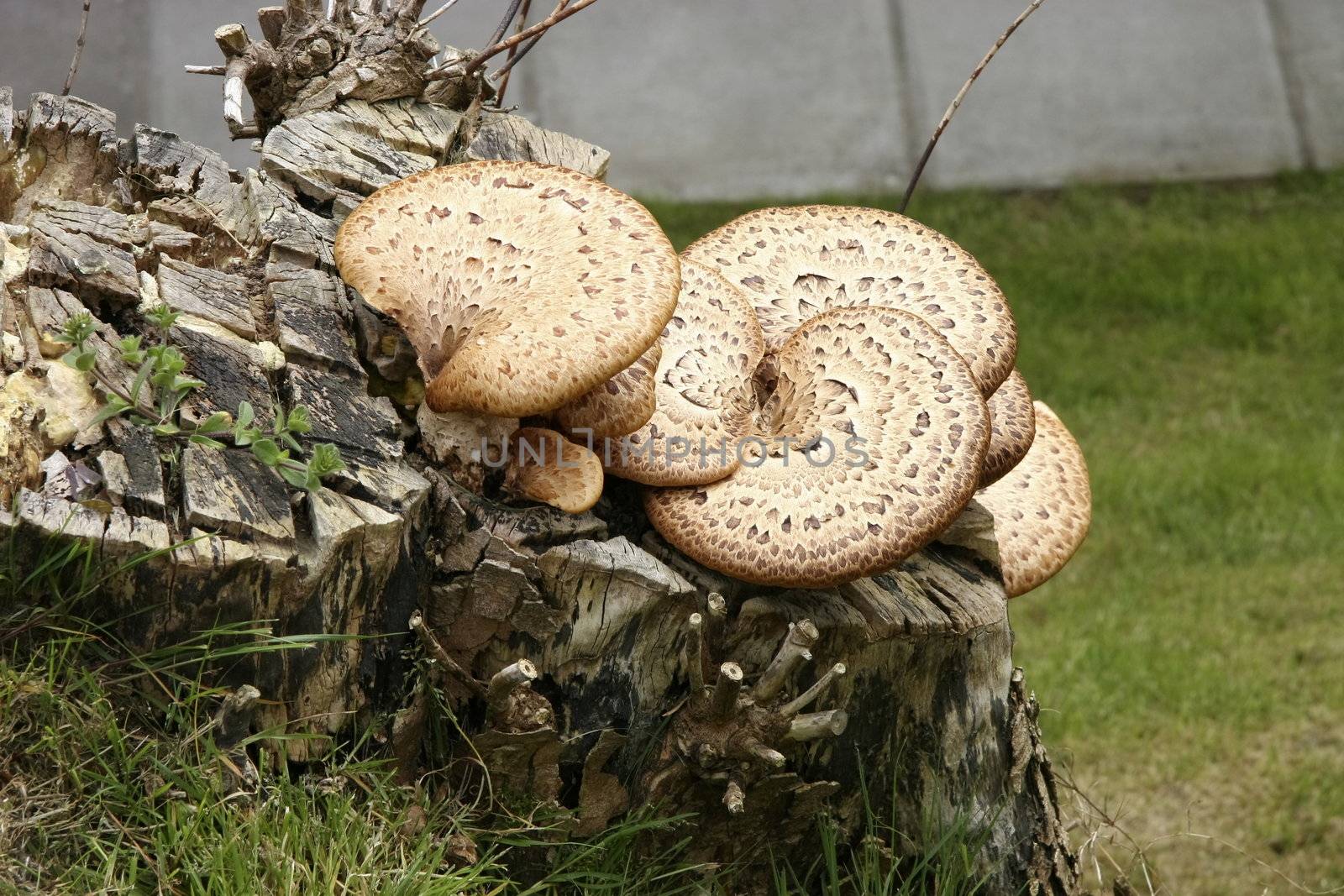 large flat growing tree fungus on the top of a old cut down tree stump