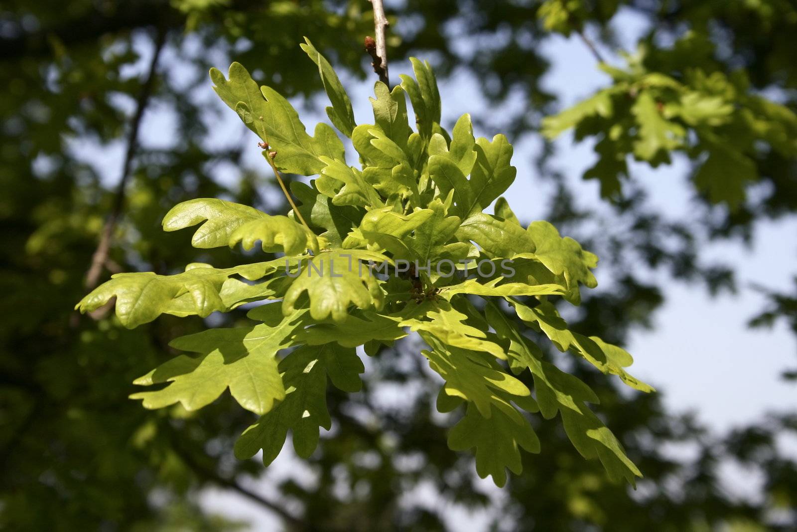 cluster of oak leaves hanging on a tree
