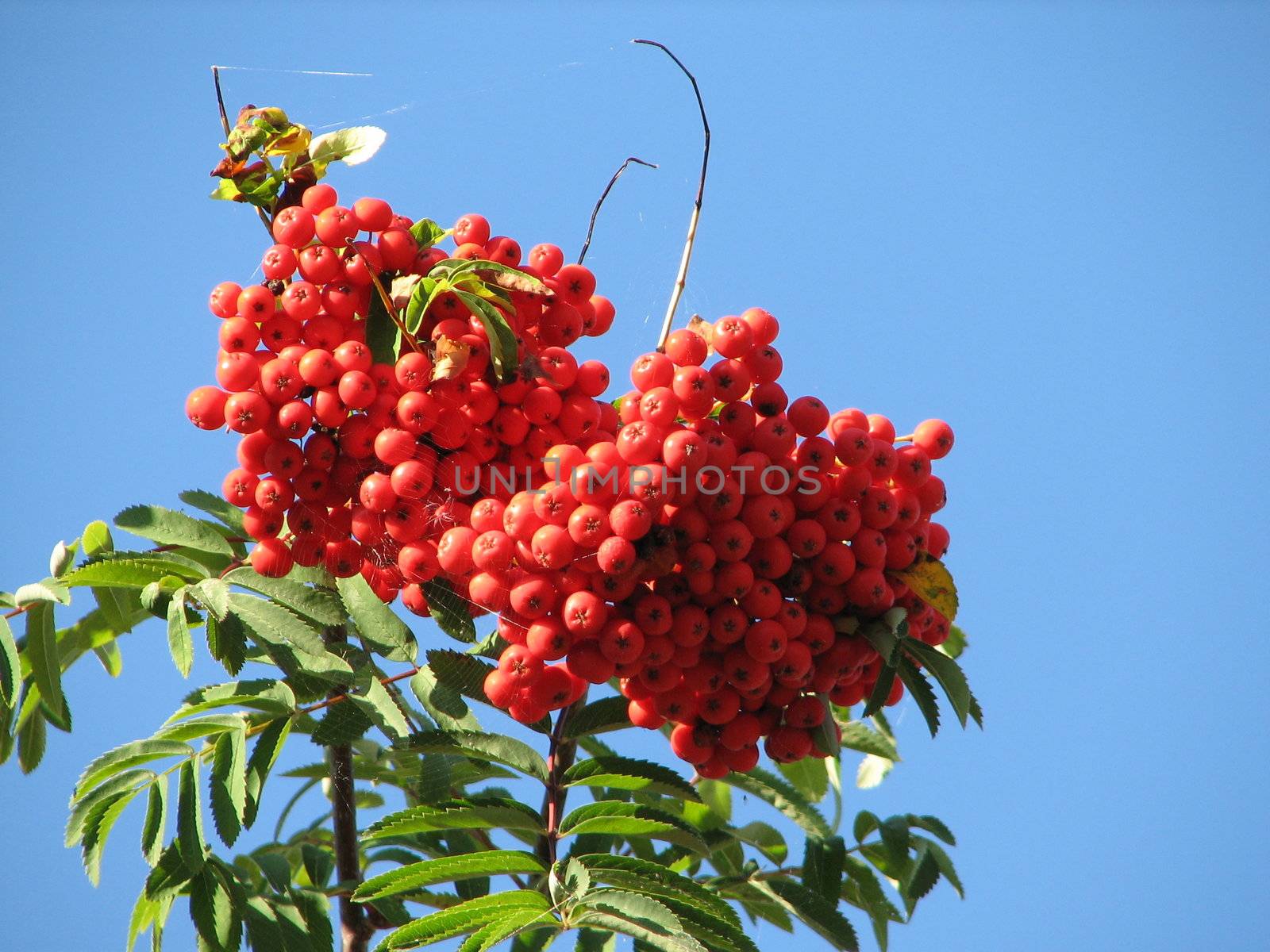 red berry fruits of the european rowan