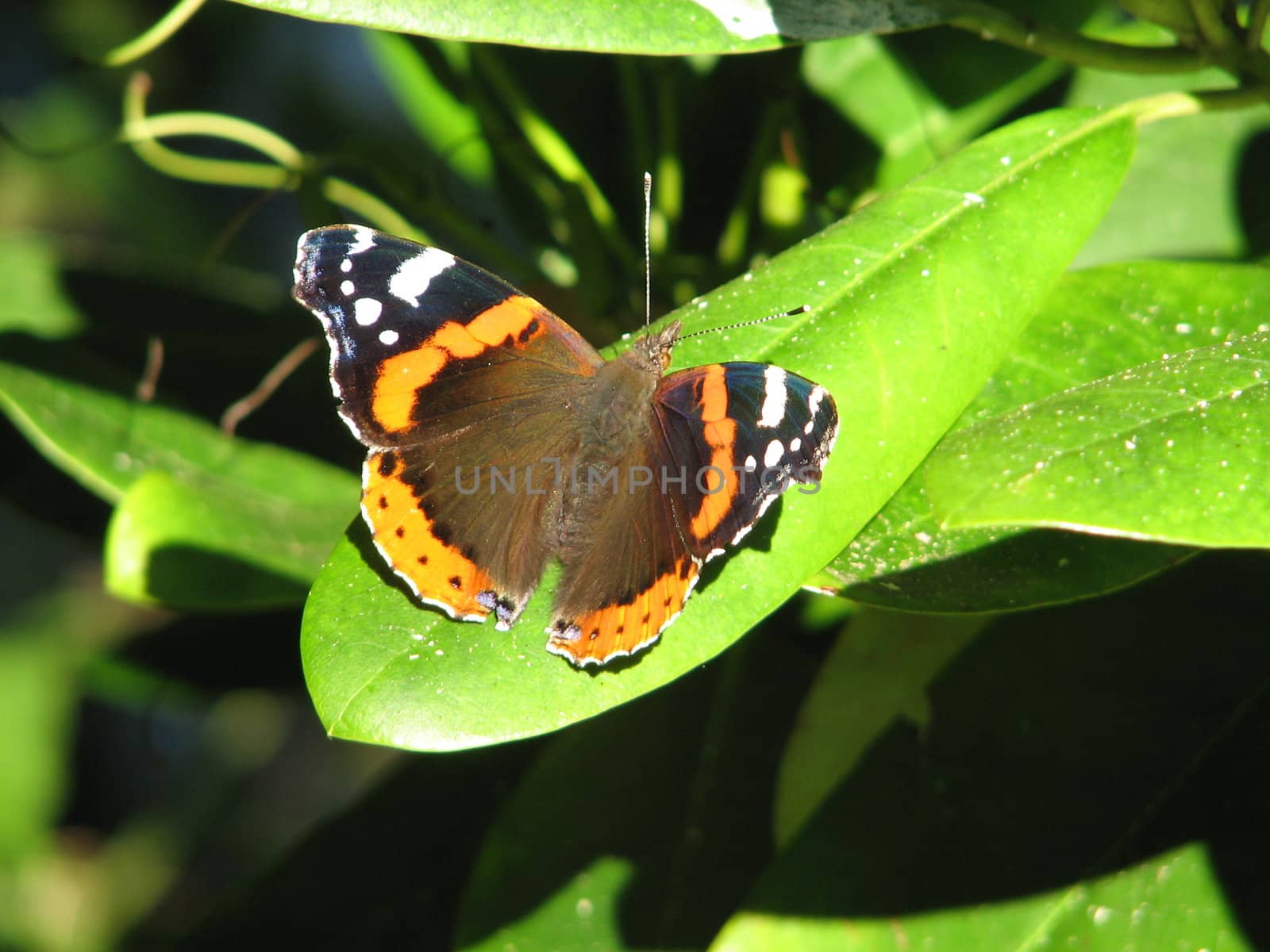 Vanessa atalanta or Red Admiral butterfly