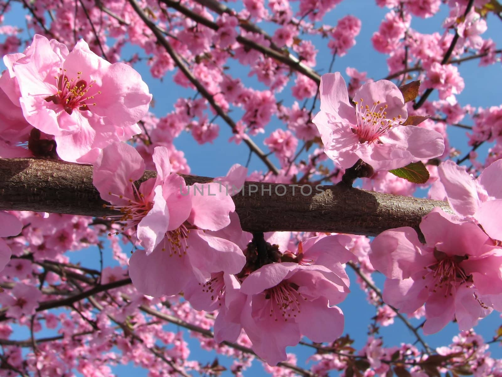 branch with an abundance of pink cherry blossoms