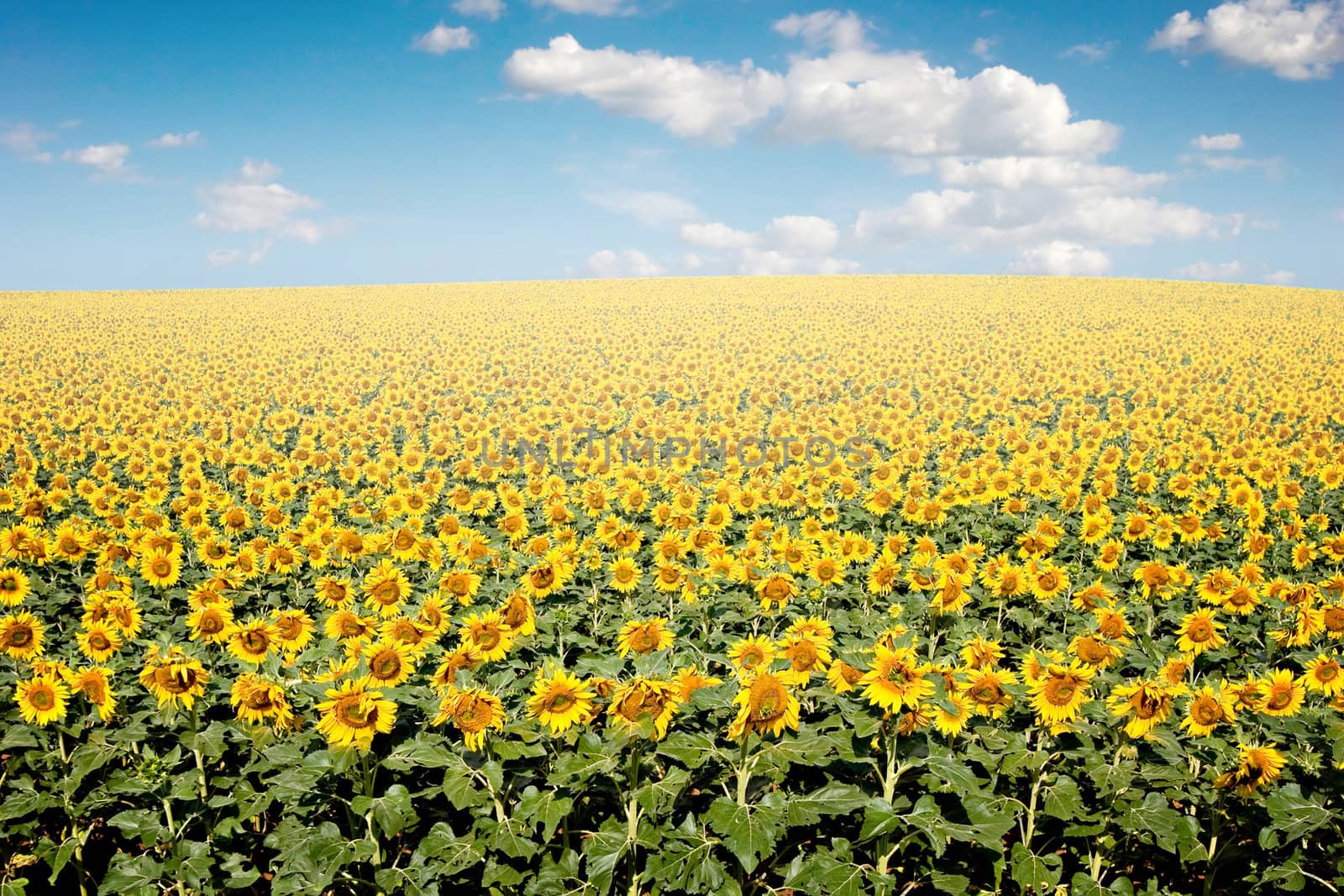 Bright yellow sunflower field with deep blue sky and fluffy clouds.