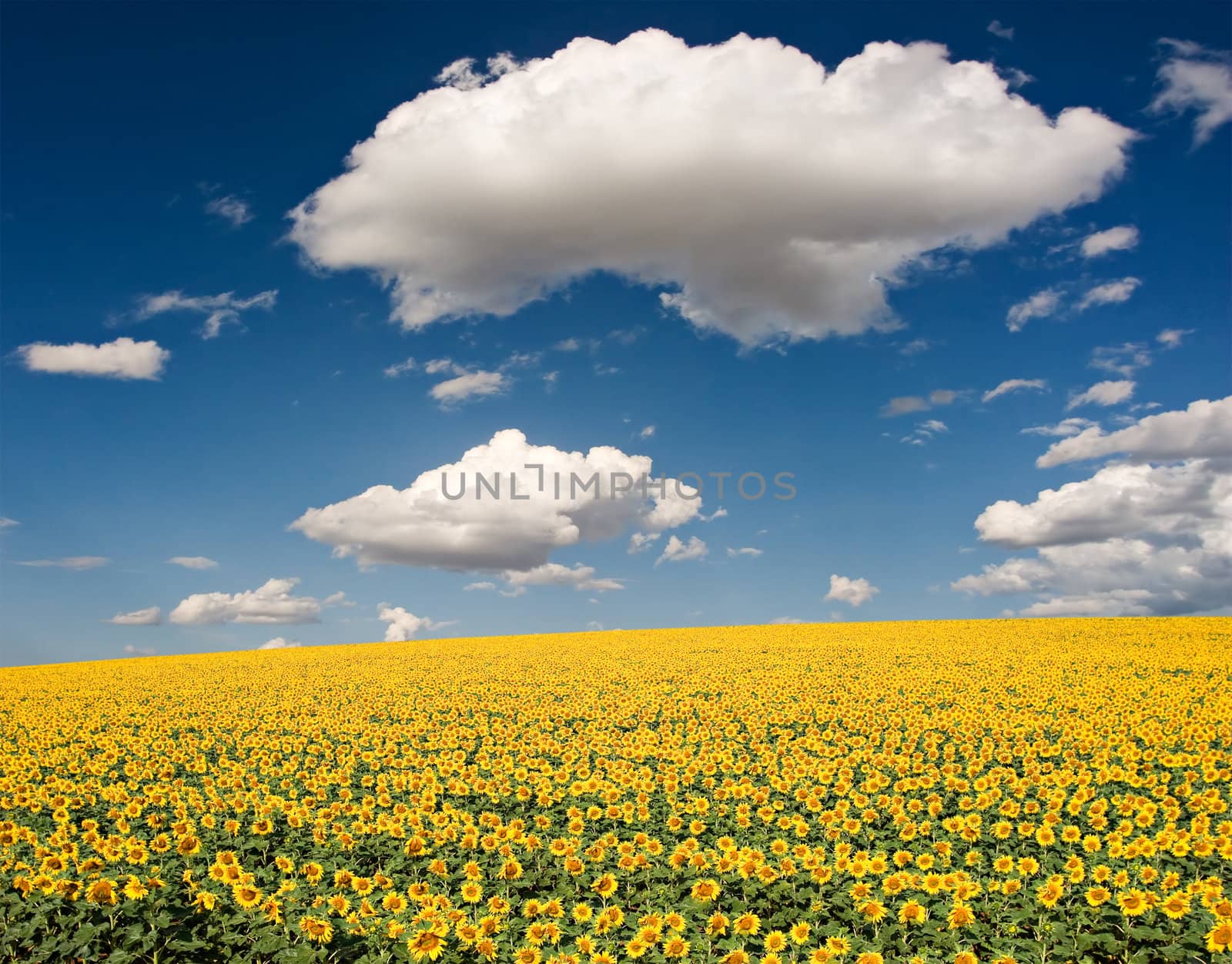 Bright yellow sunflower field with deep blue sky and fluffy clouds in the south of France.