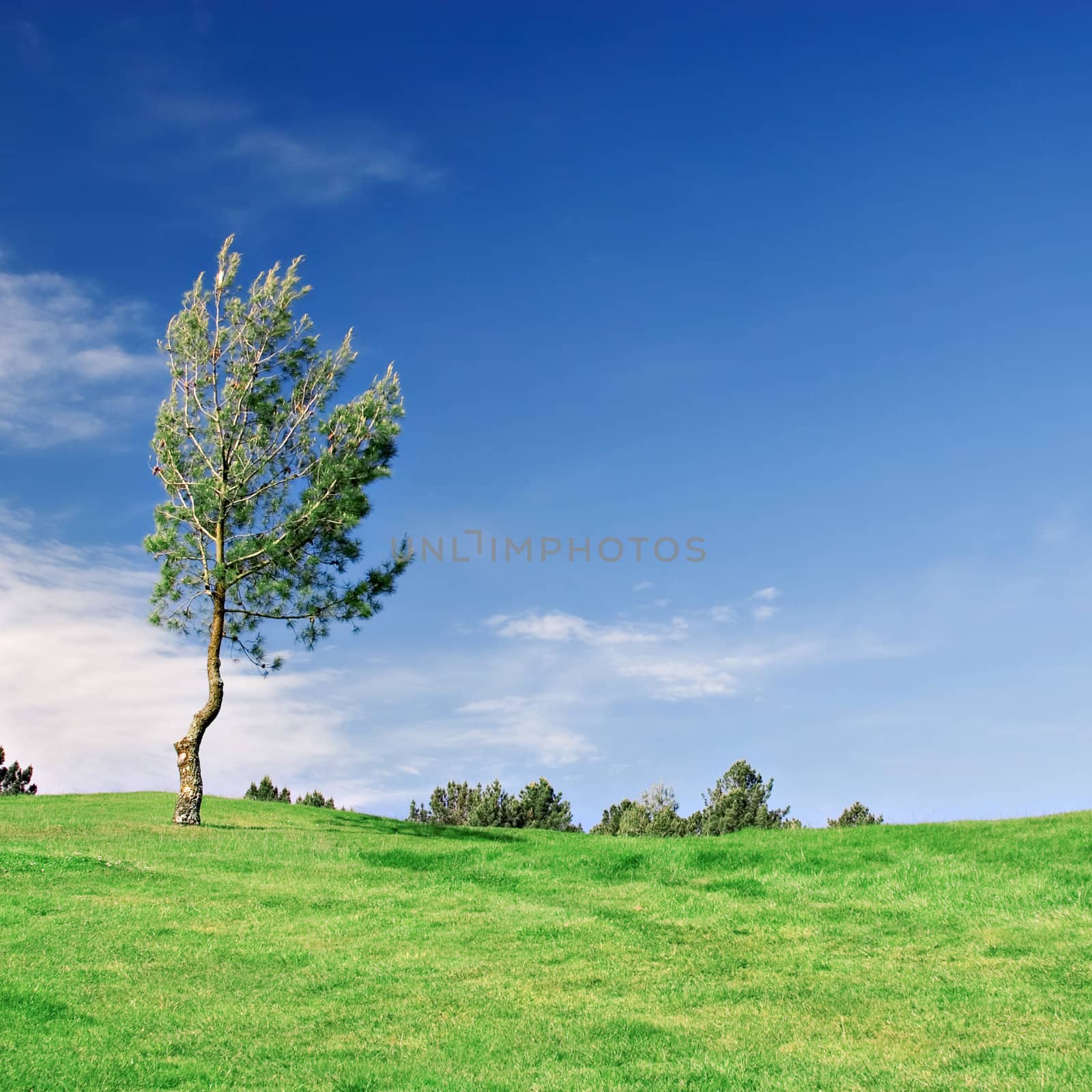 Pine Tree on green field by ajn