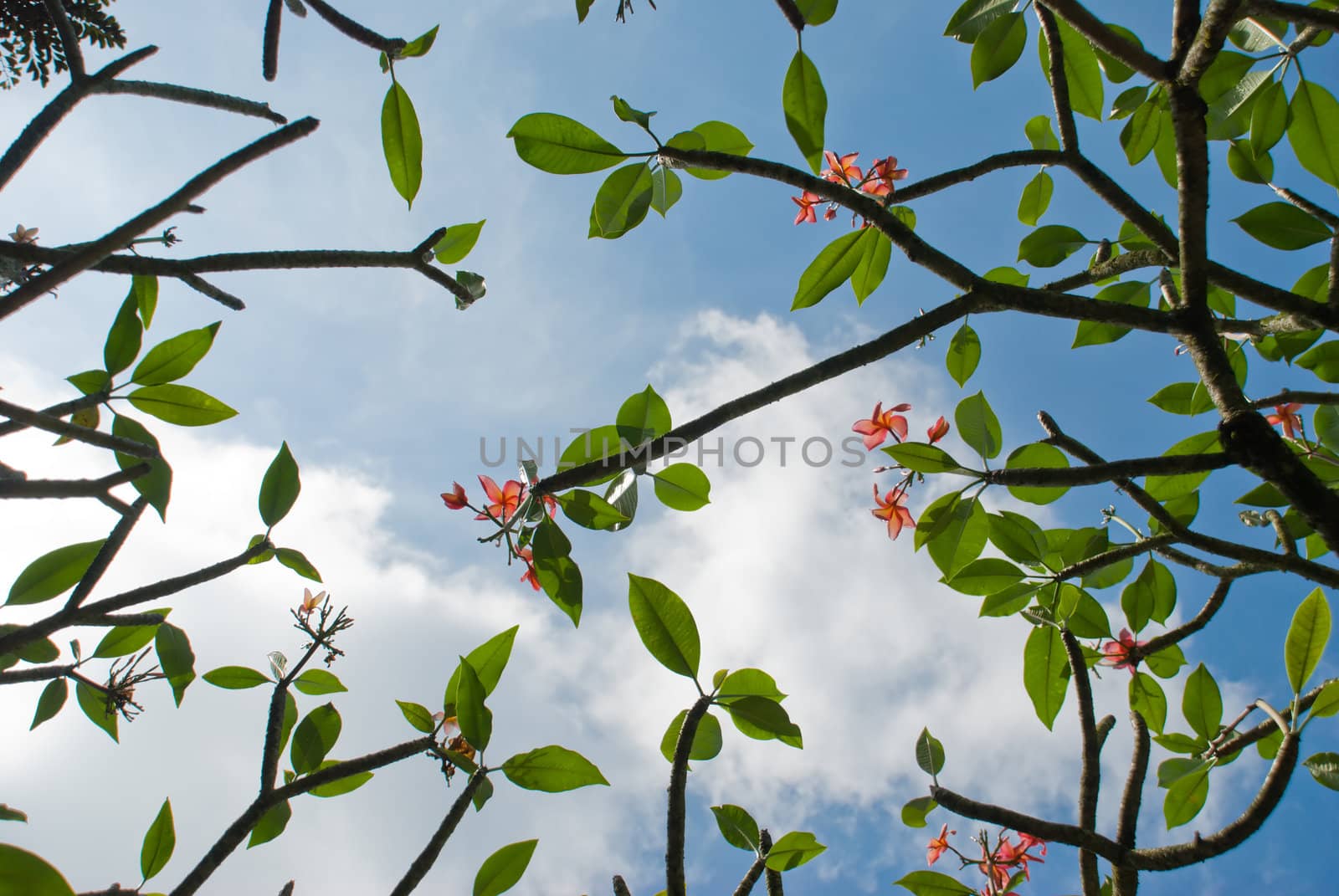 Blooming frangipani tree seen upwards against the cloudy sky