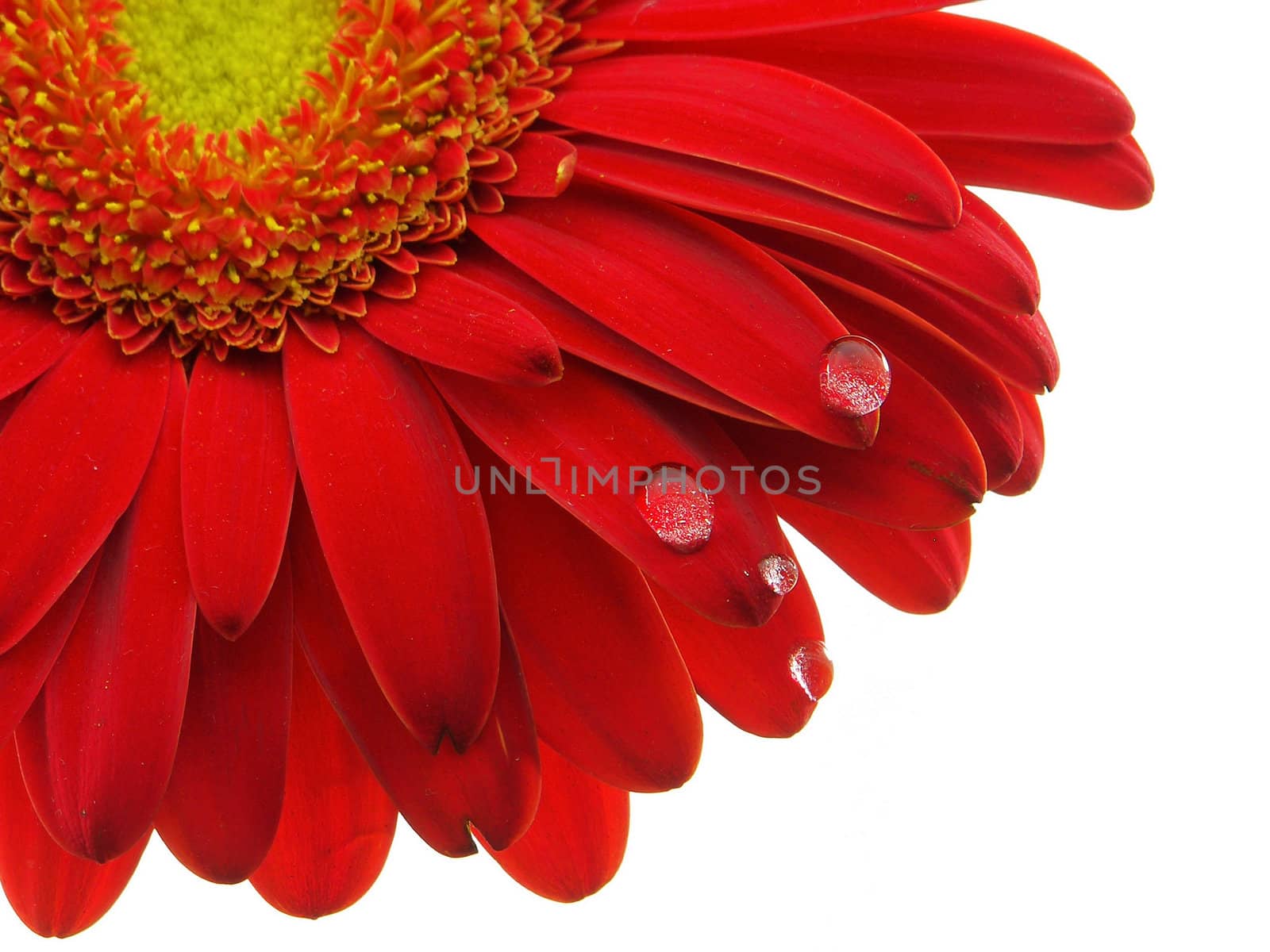 Red gerbera daisy with the focus on the petals and water drops