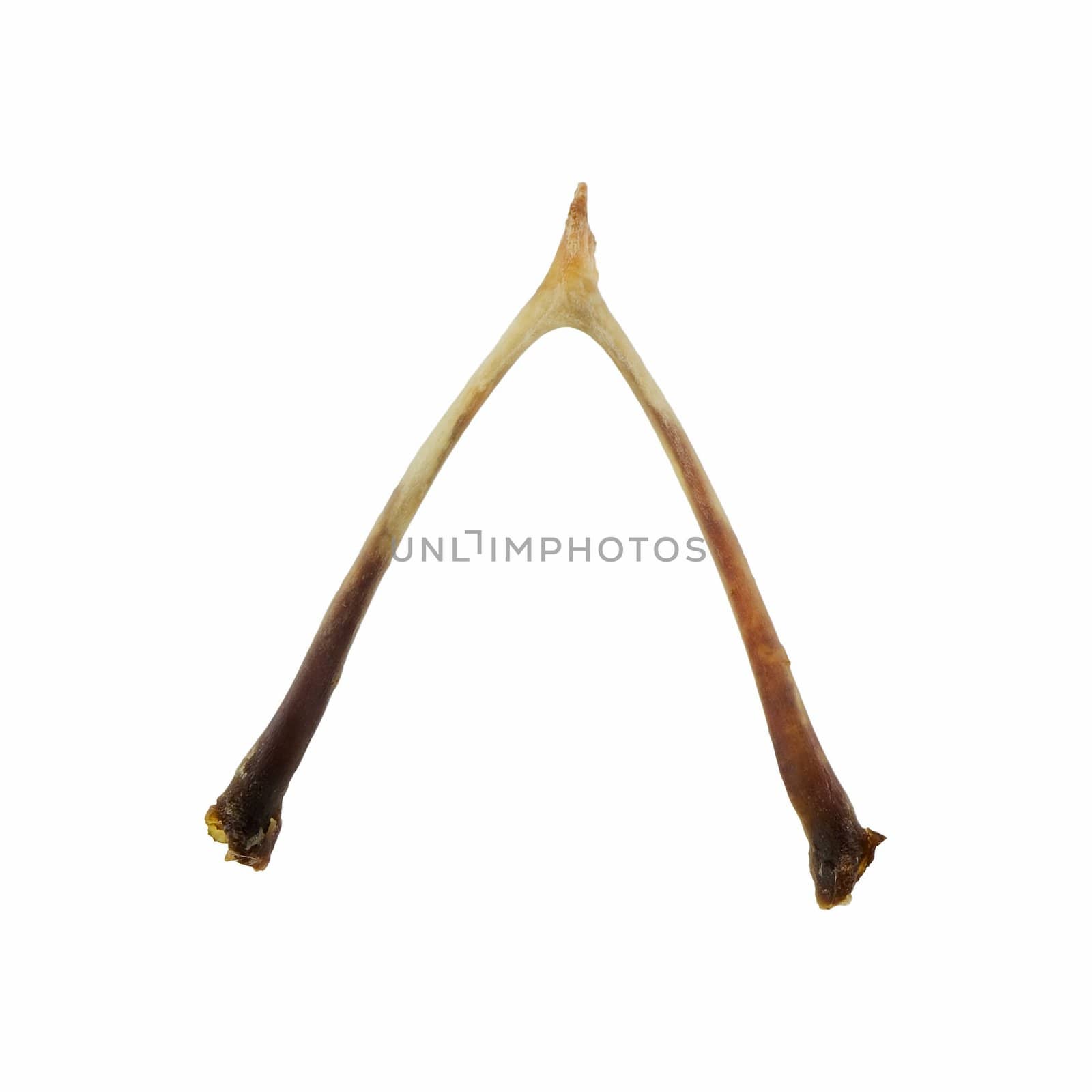 Wishbone isolated on a white background