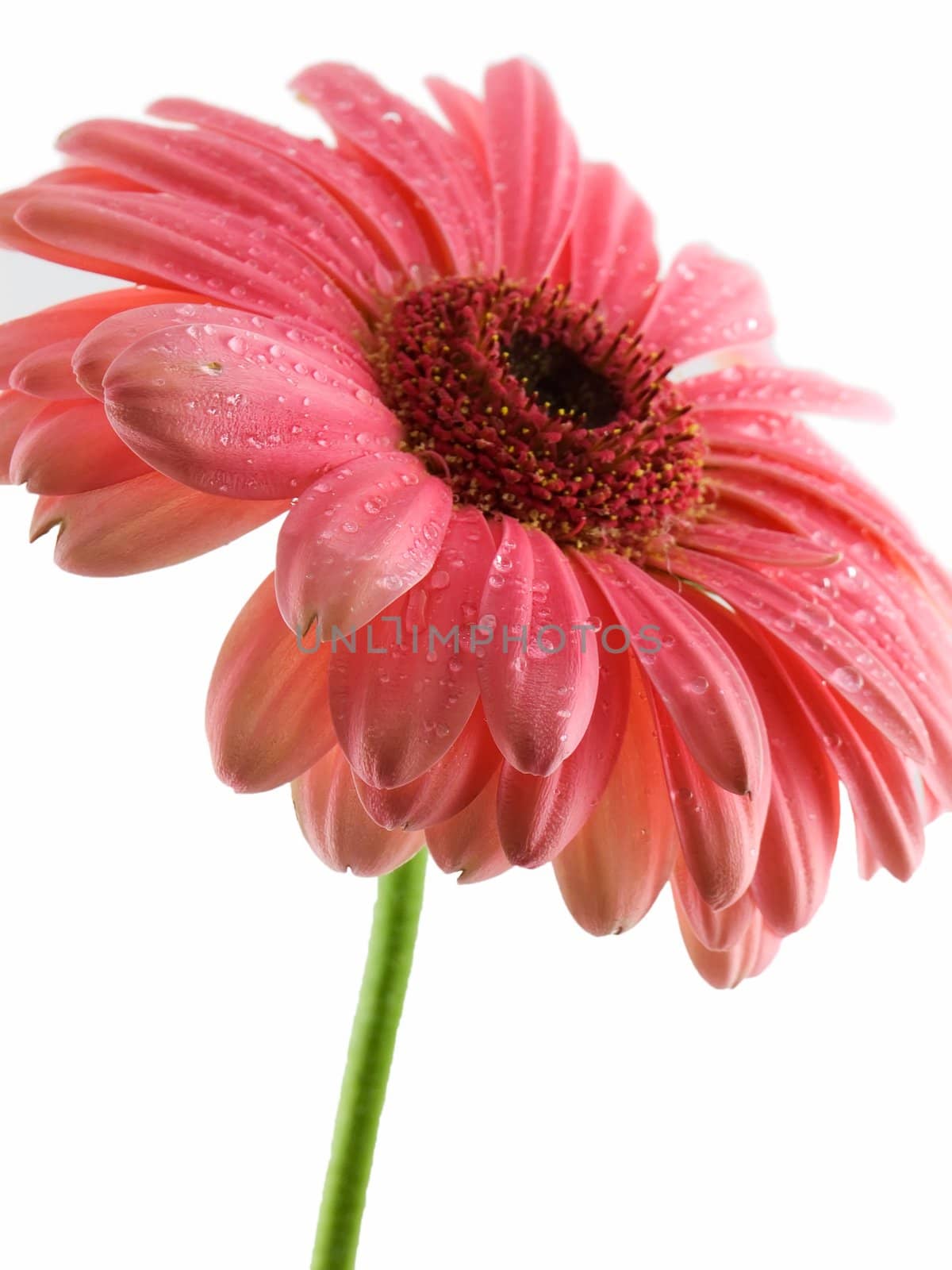 Pink gerbera daisy isolated on a white background