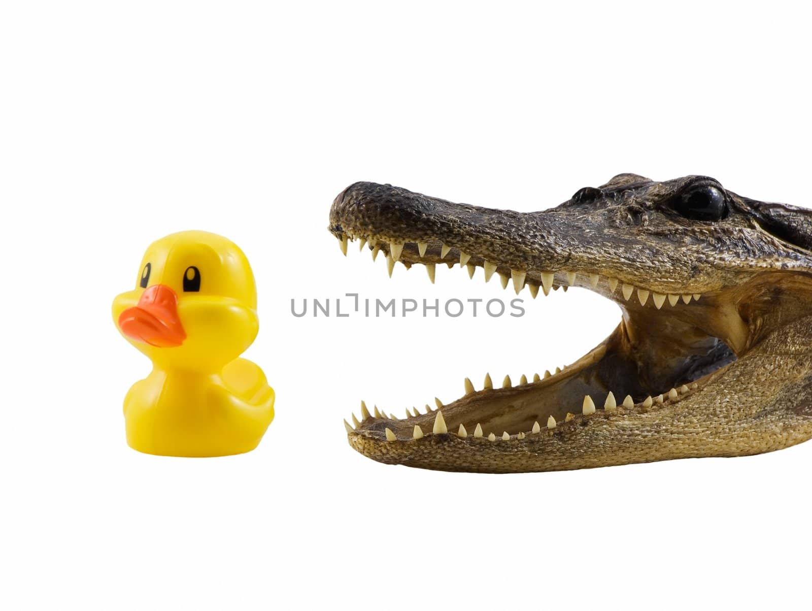 Alligator about to eat a small duck, isolated on white