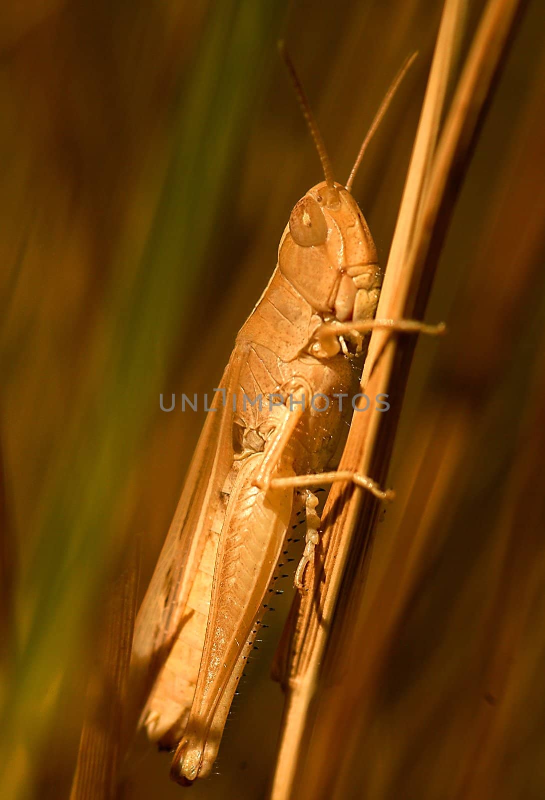 Grasshopper by kobby_dagan