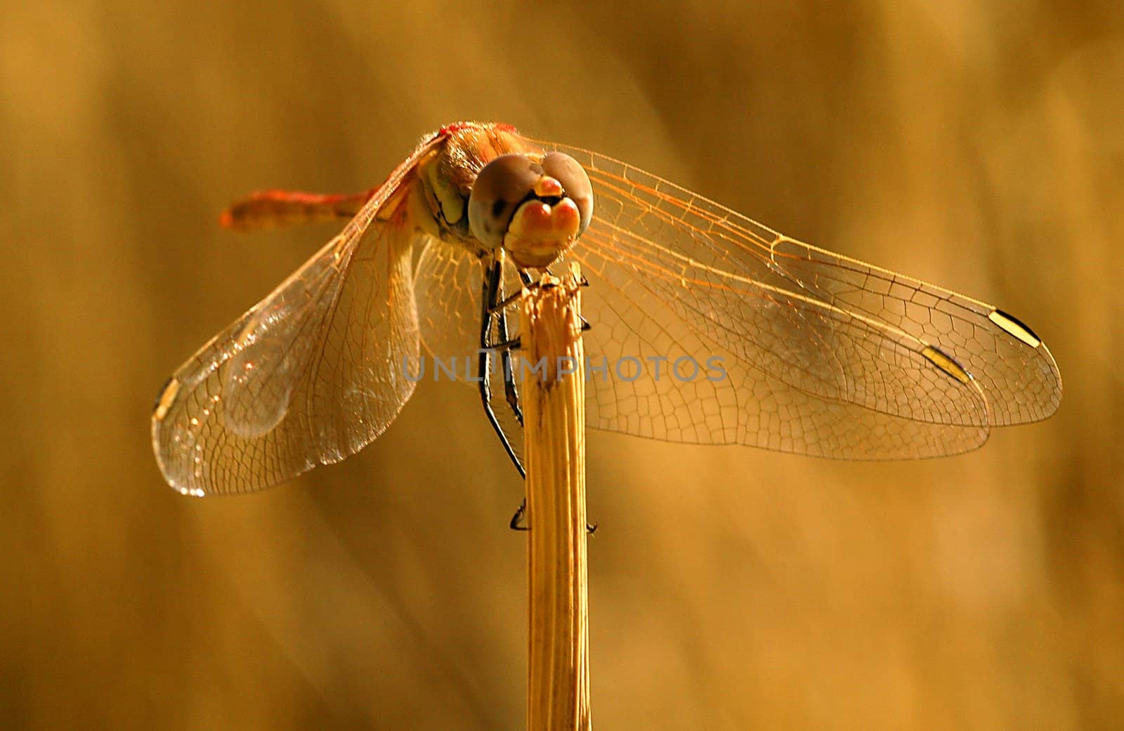 Close up on dragonfly in the field