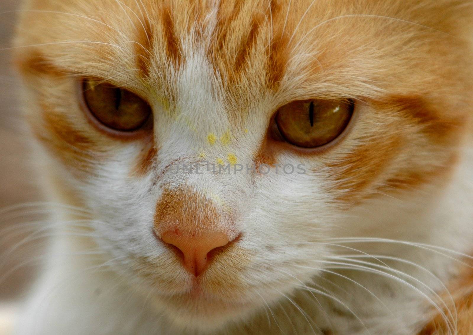 closu up on a white orange cat face