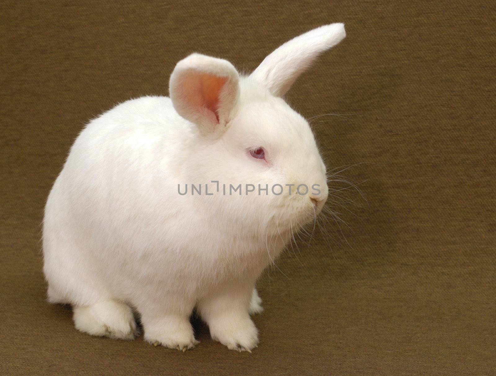 A large New Zealand White rabbit (albinoa) on a plain brown background.