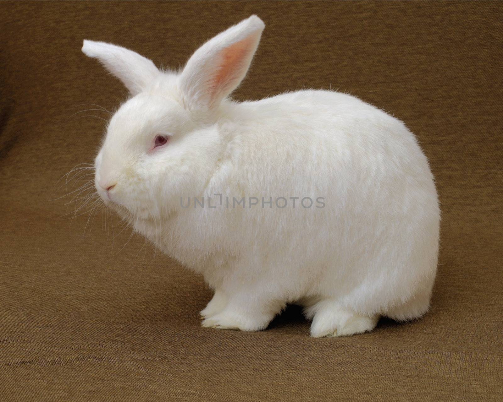 A large New Zealand White rabbit (albino) on a plain brown background.