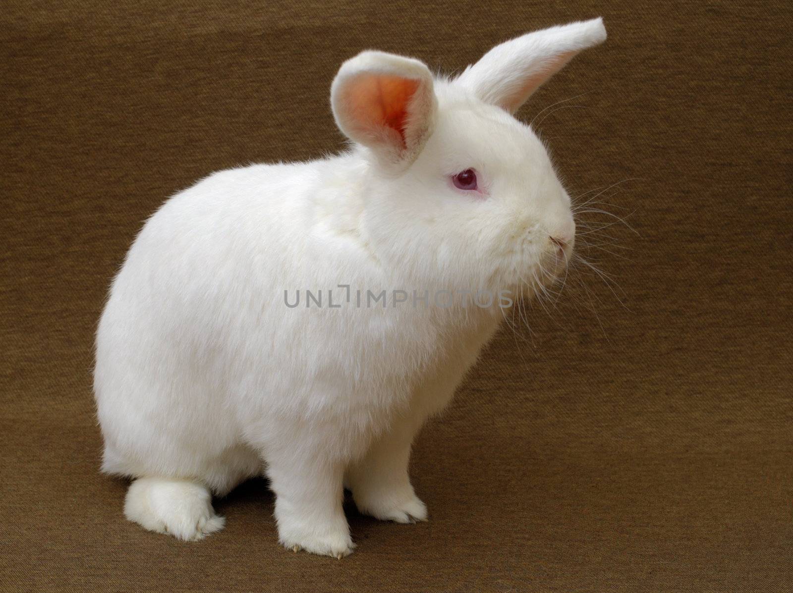 A large New Zealand White rabbit (albino) on a plain brown background.