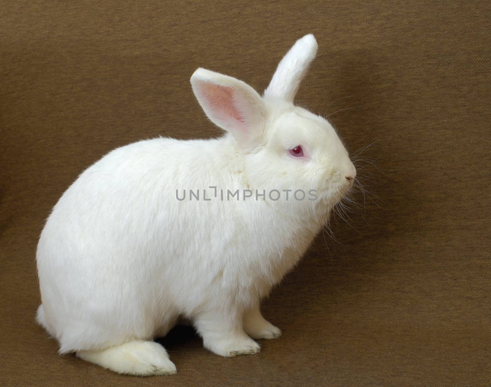 A large New Zealand White rabbit (albino) on a plain brown background.