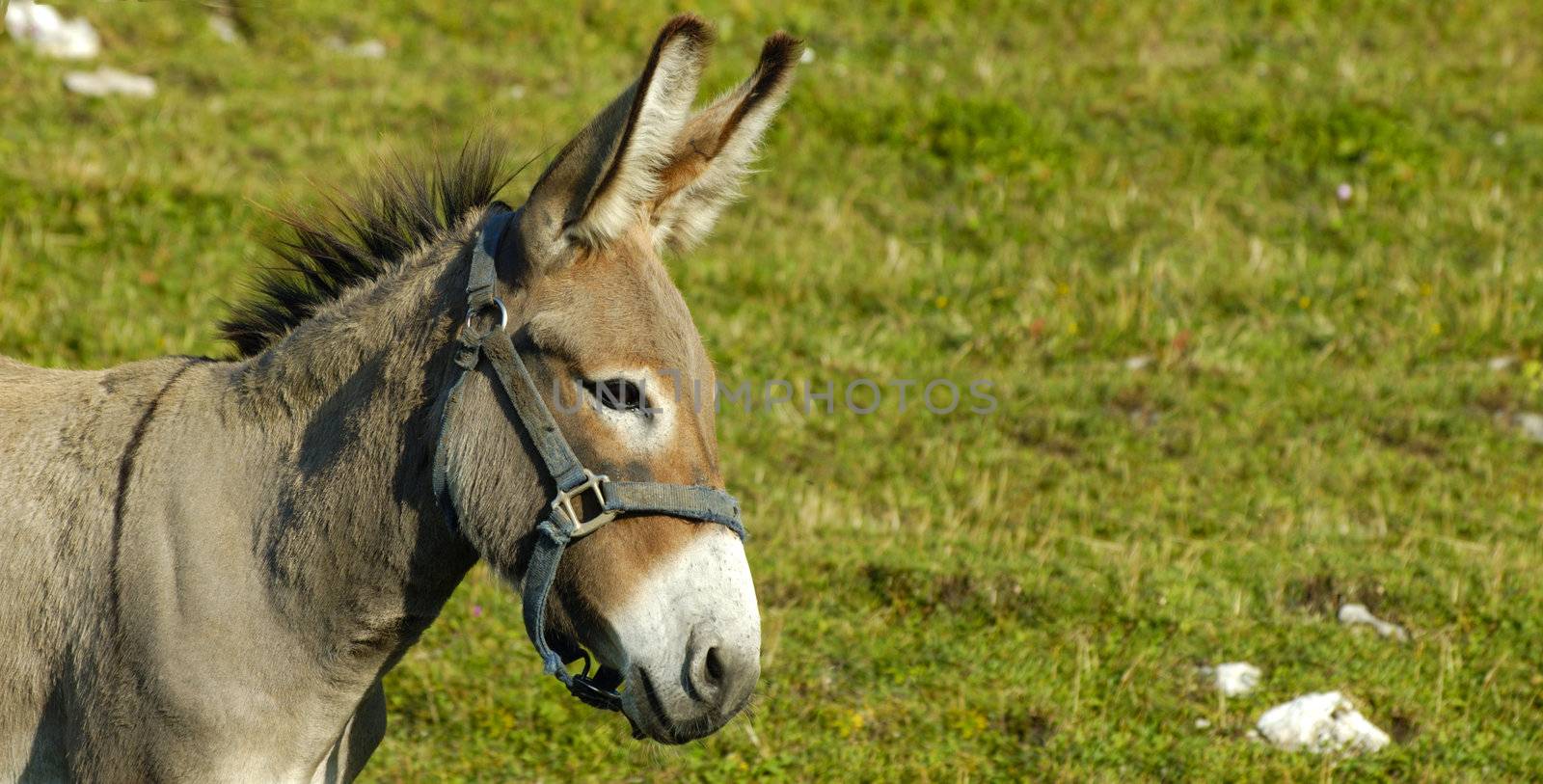A patient little donkey in a field. Space for text on the grass background.