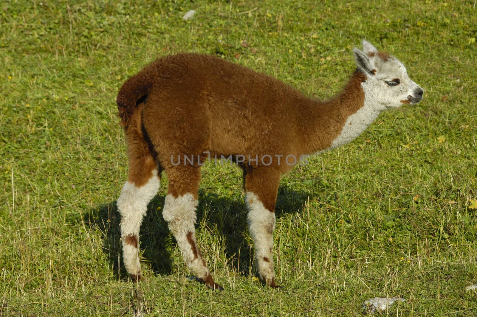 A cute little cria (the correct name for a baby llama).