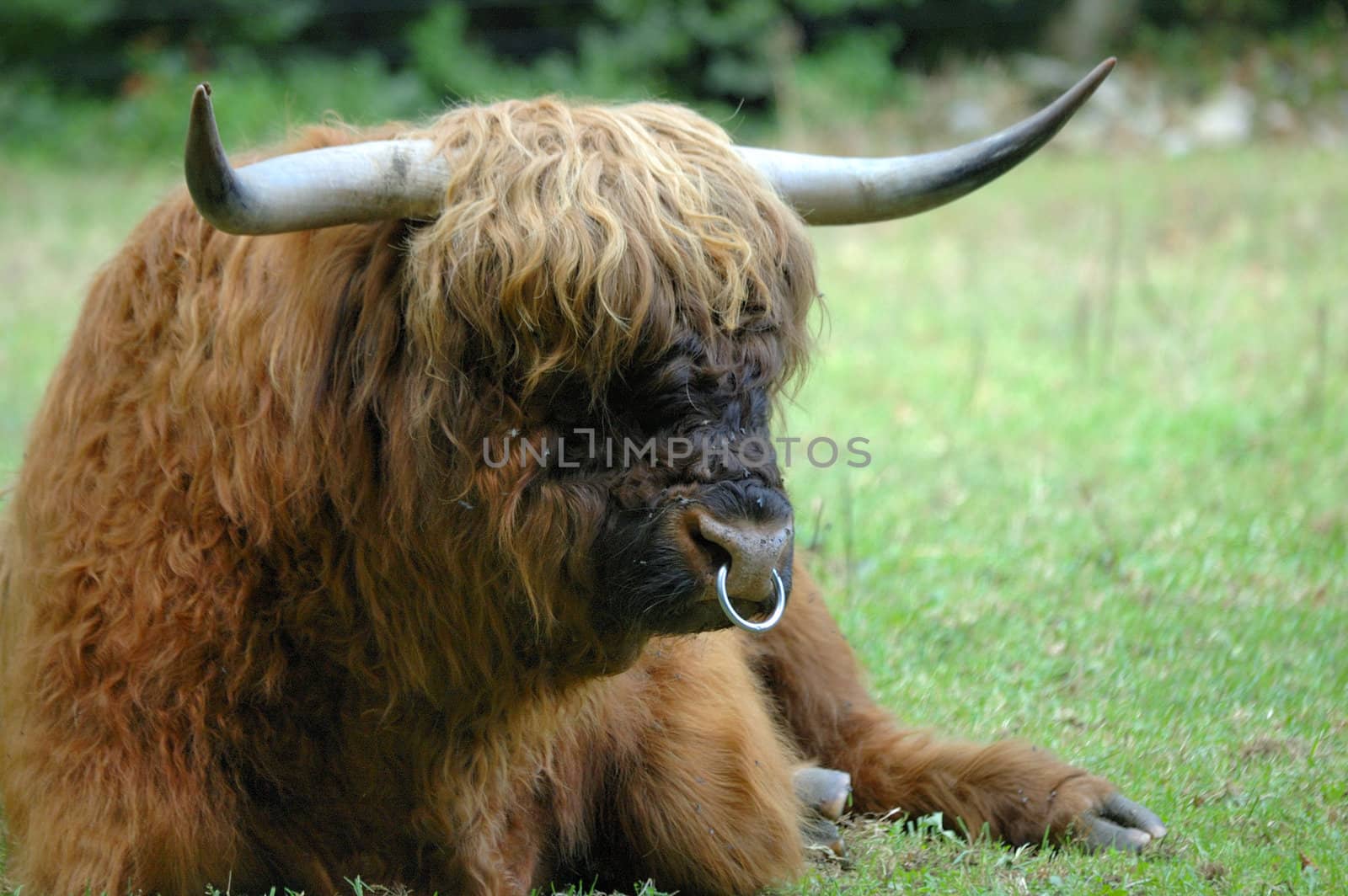 Hairy Coo by Bateleur